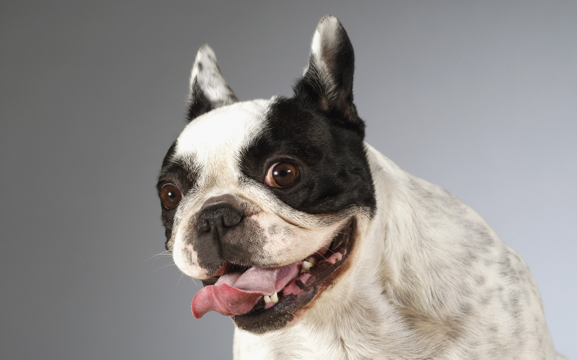 French Bulldog HD Wallpaper Background Image 1920x1200 ID197477