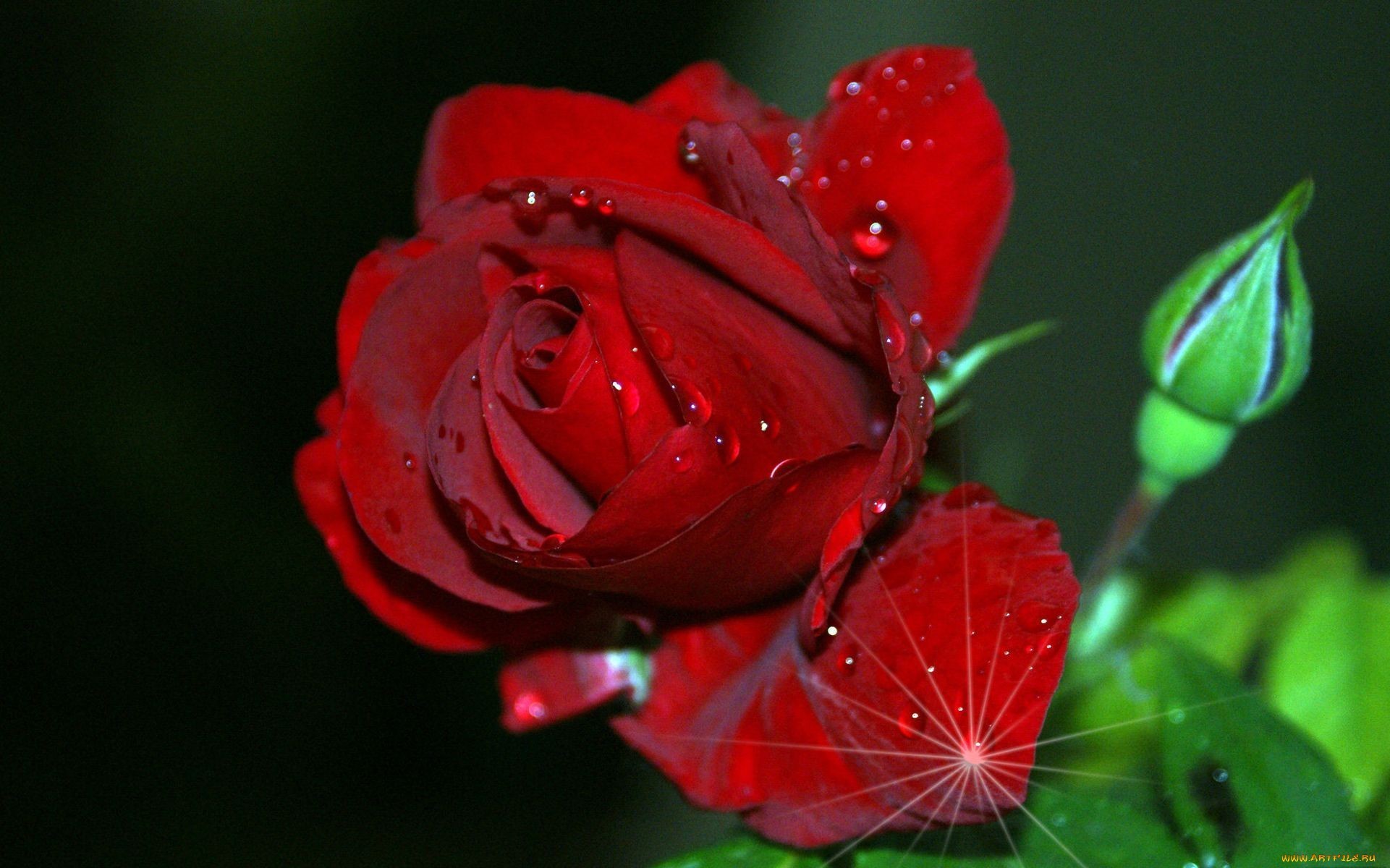 Download Water Drop Bud Flower Nature Rose HD Wallpaper