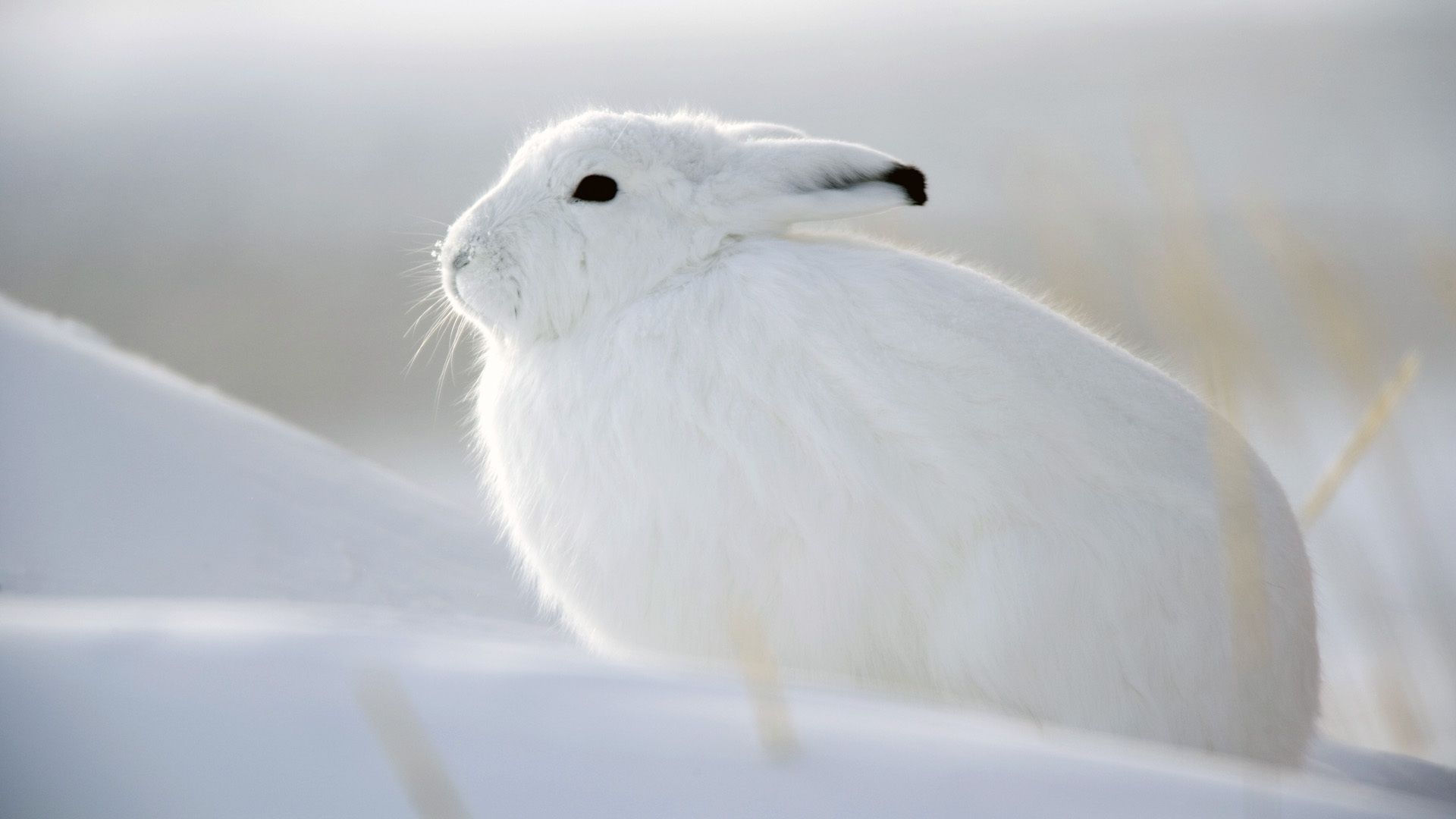 Arctic Hare Full HD Wallpaper and Background Image 1920x1080 ID208335