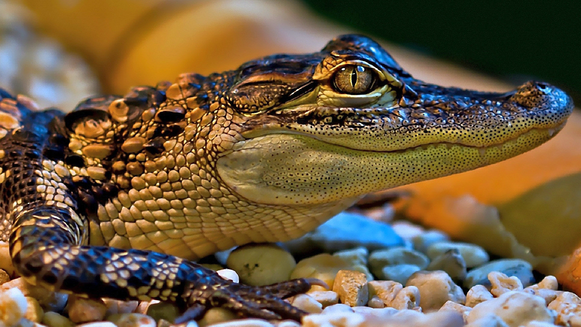 Little Crocodile HD Wallpaper Background Image 1920x1080