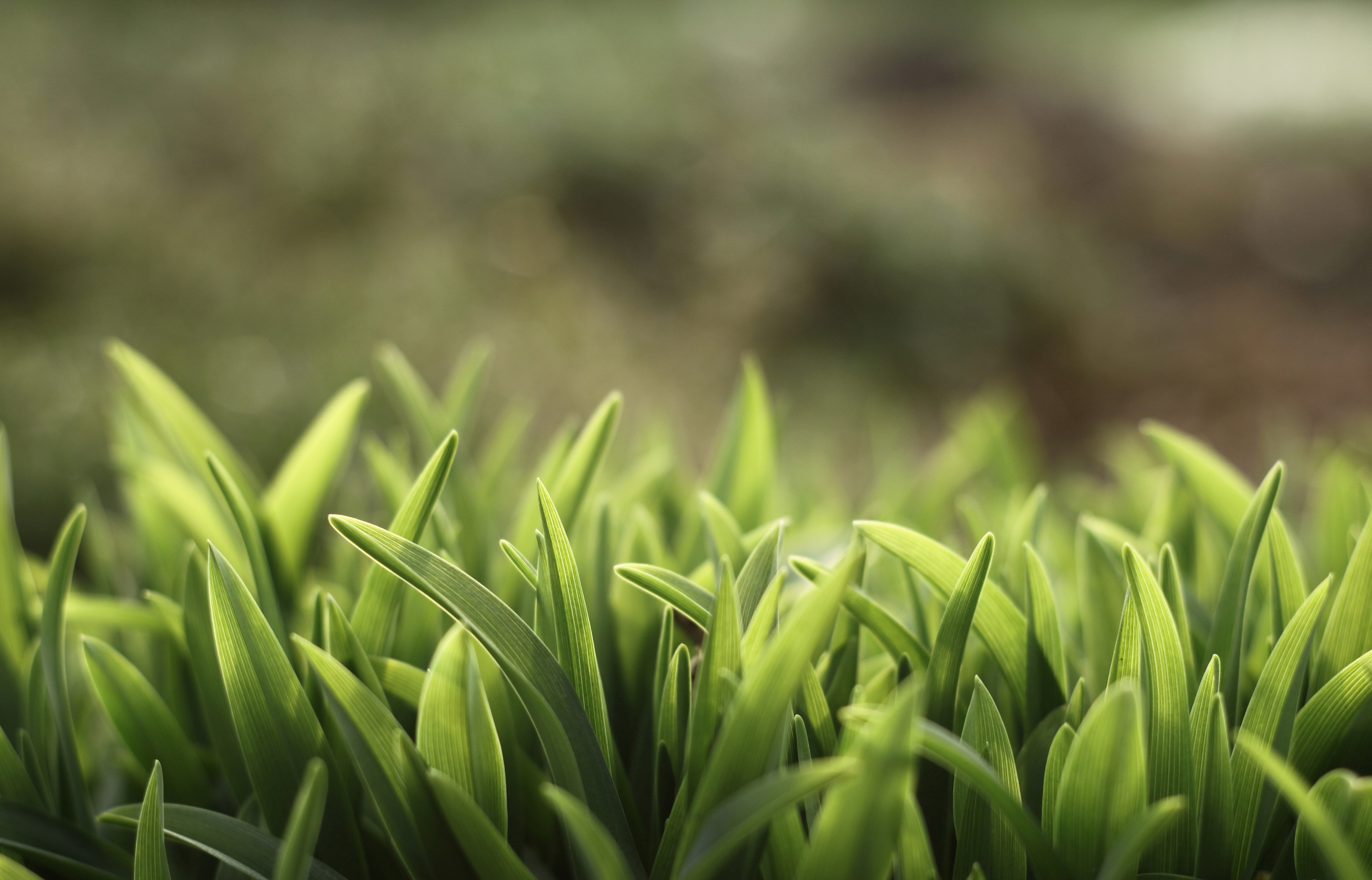 Grass 4k Ultra HD Wallpaper and Background Image 4752x3047 ID208785