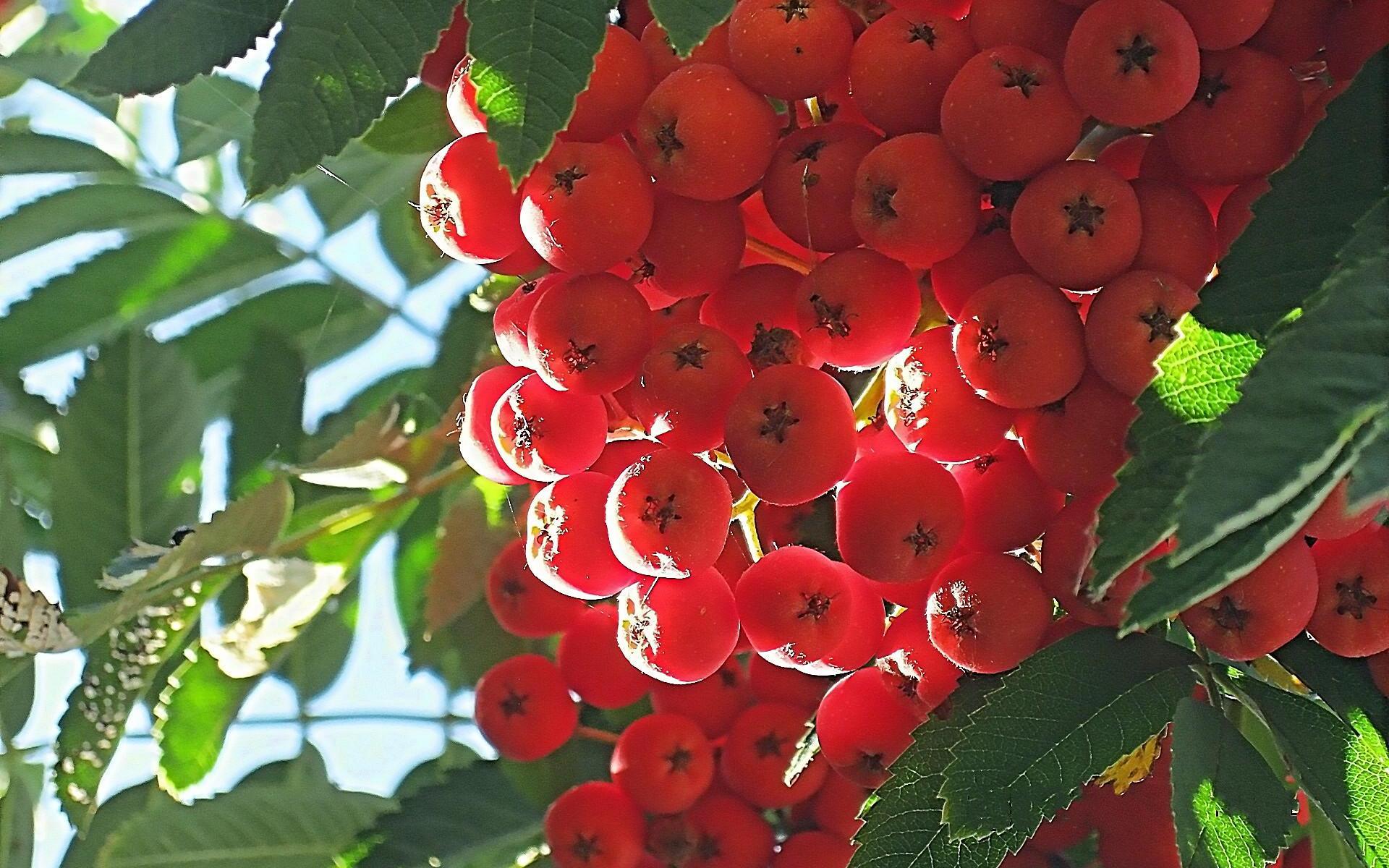 Vintage Fruit Wallpaper