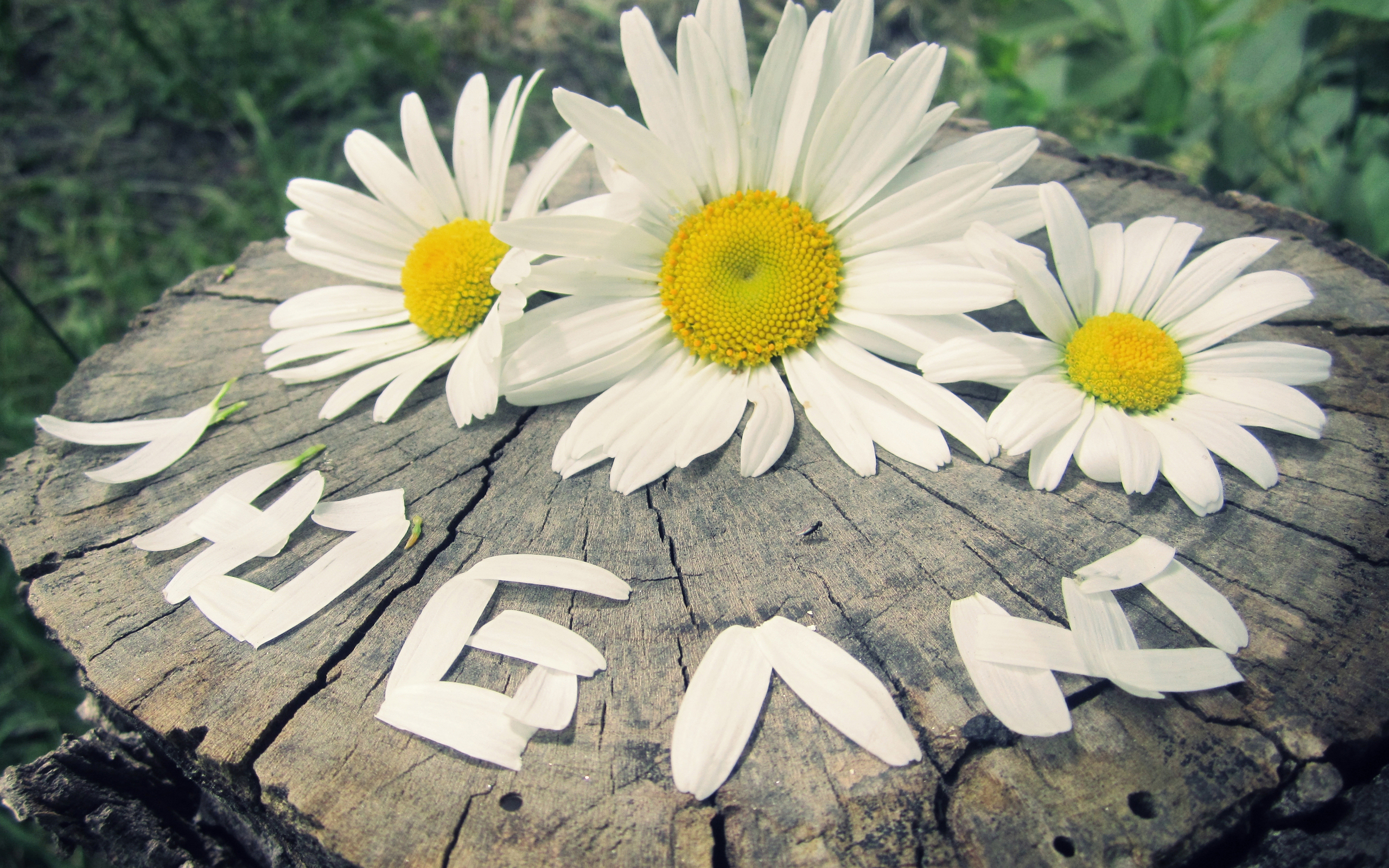 Man Made Flower HD Wallpaper