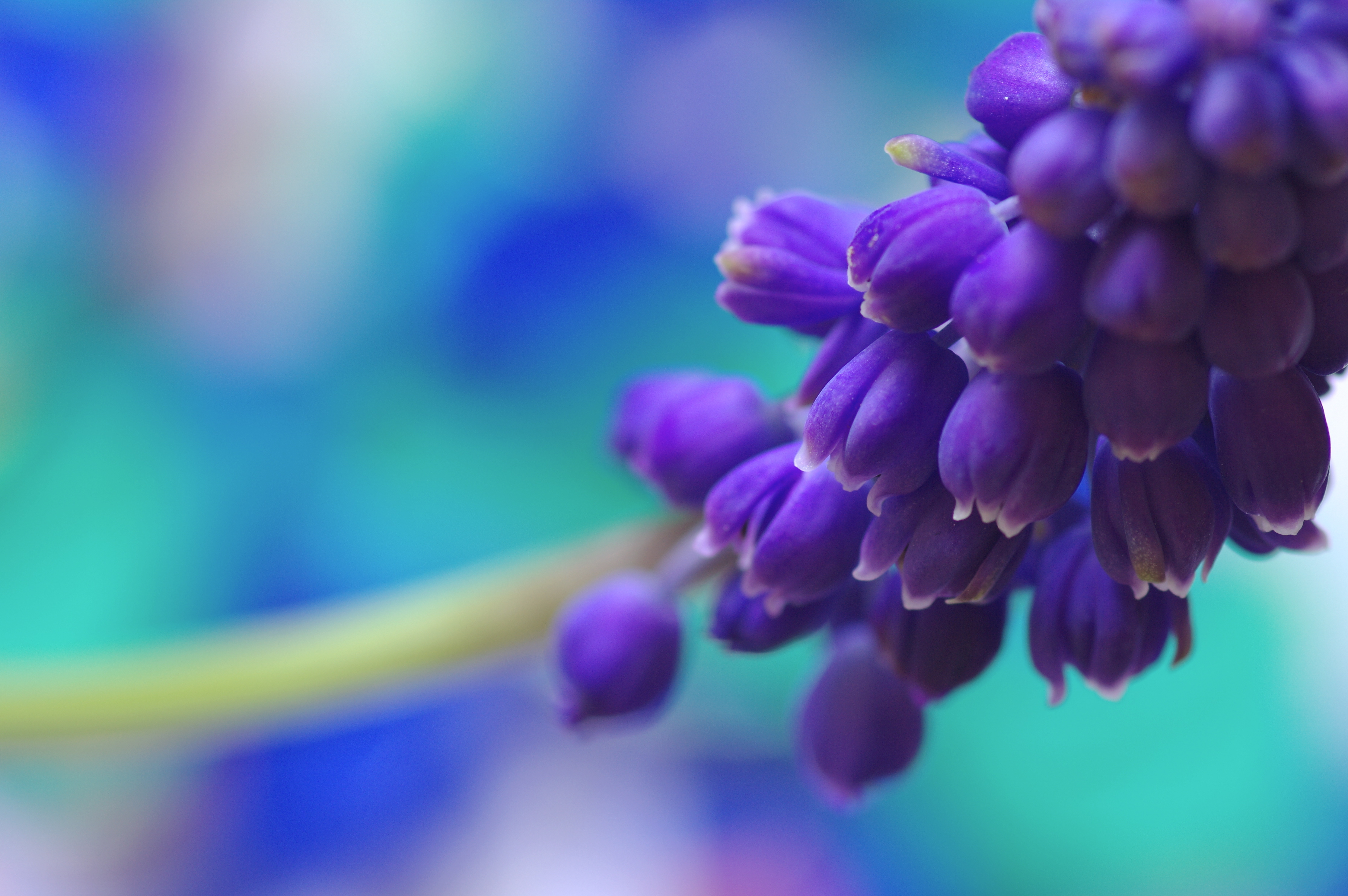 Hyacinth 4k Ultra HD Wallpaper and Background Image 4467x2968 ID216405