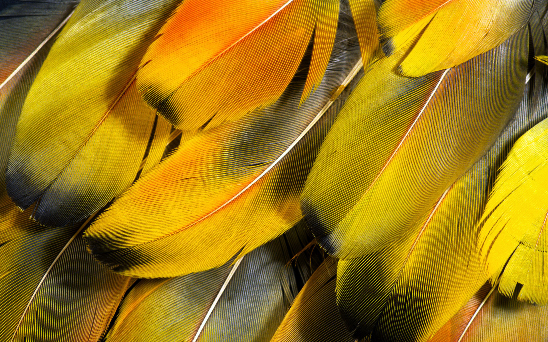 Photography Feather HD Wallpaper Background Image 1920x1200