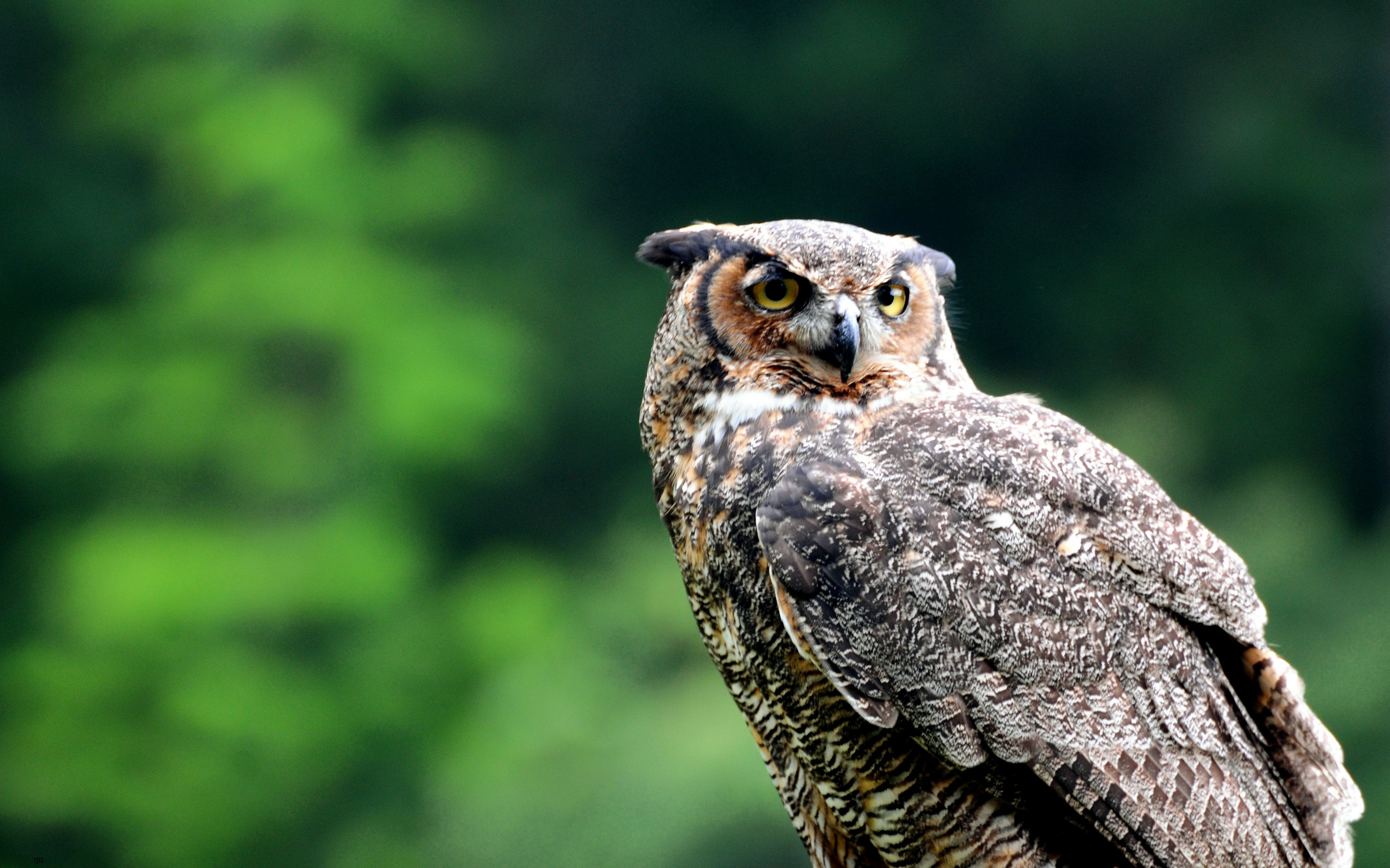 Great horned owl Full HD Wallpaper and Background Image 2560x1600