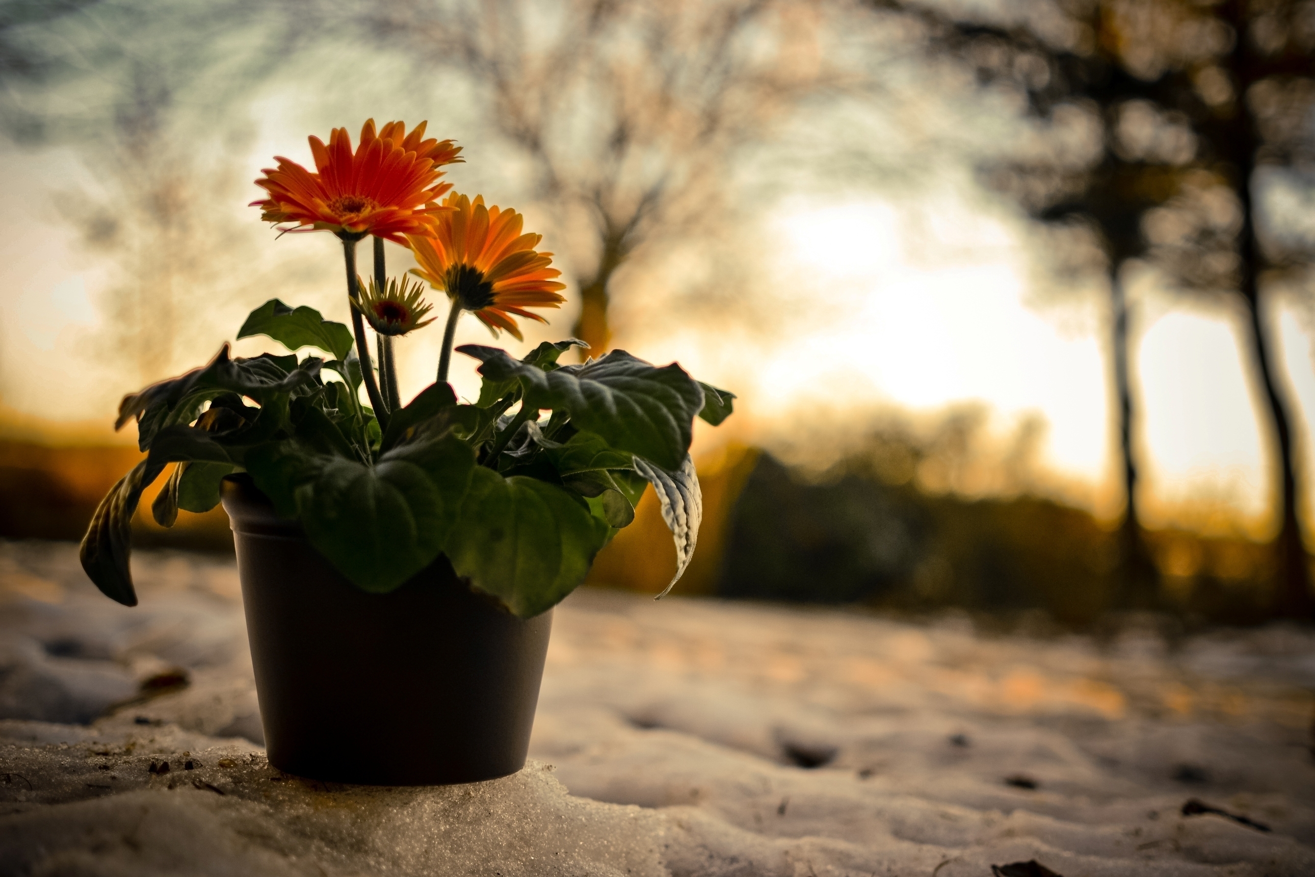 Flower Pot Designs Hd Wallpaper Best Flower Site