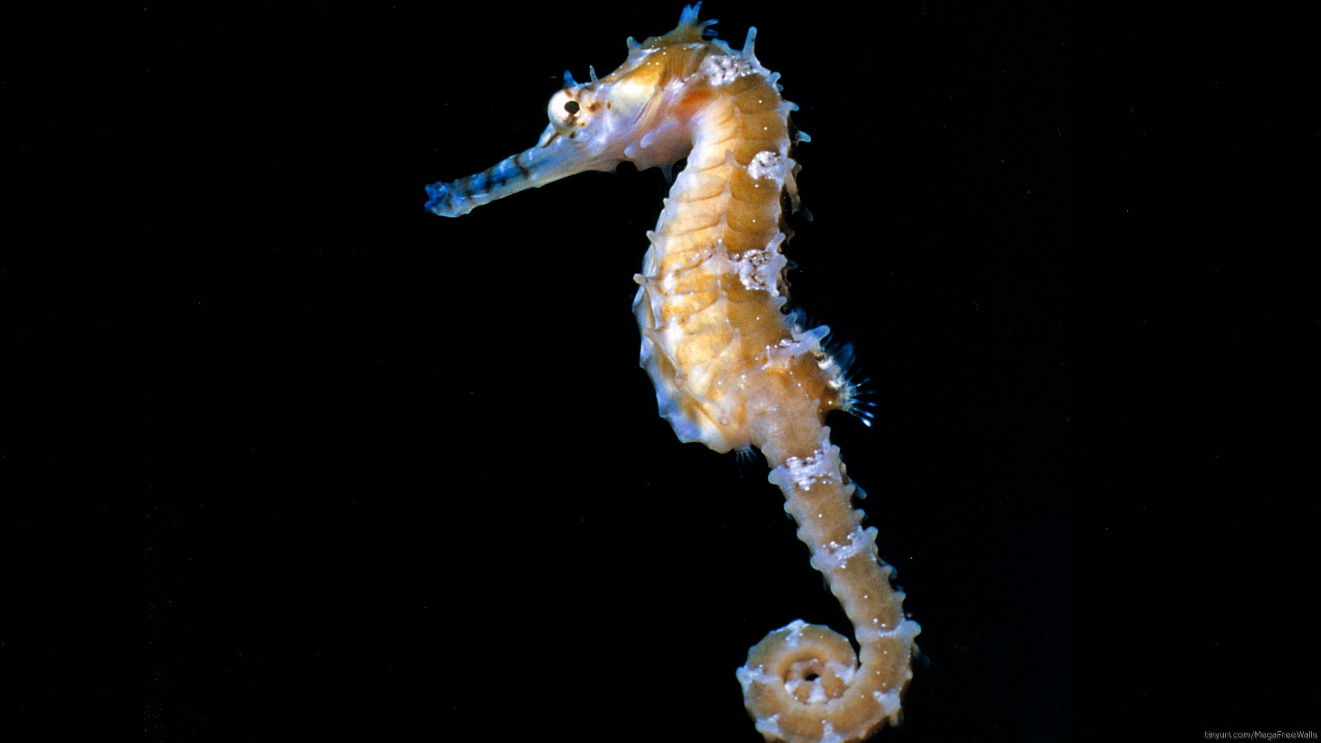 Stunning Seahorse HD Wallpaper A Glimpse into Aquatic Beauty