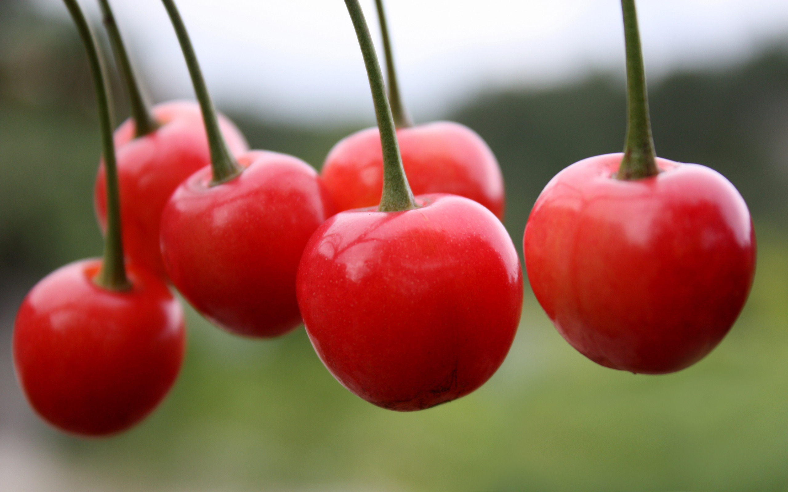 Cherry HD Wallpaper Background Image 2560x1600