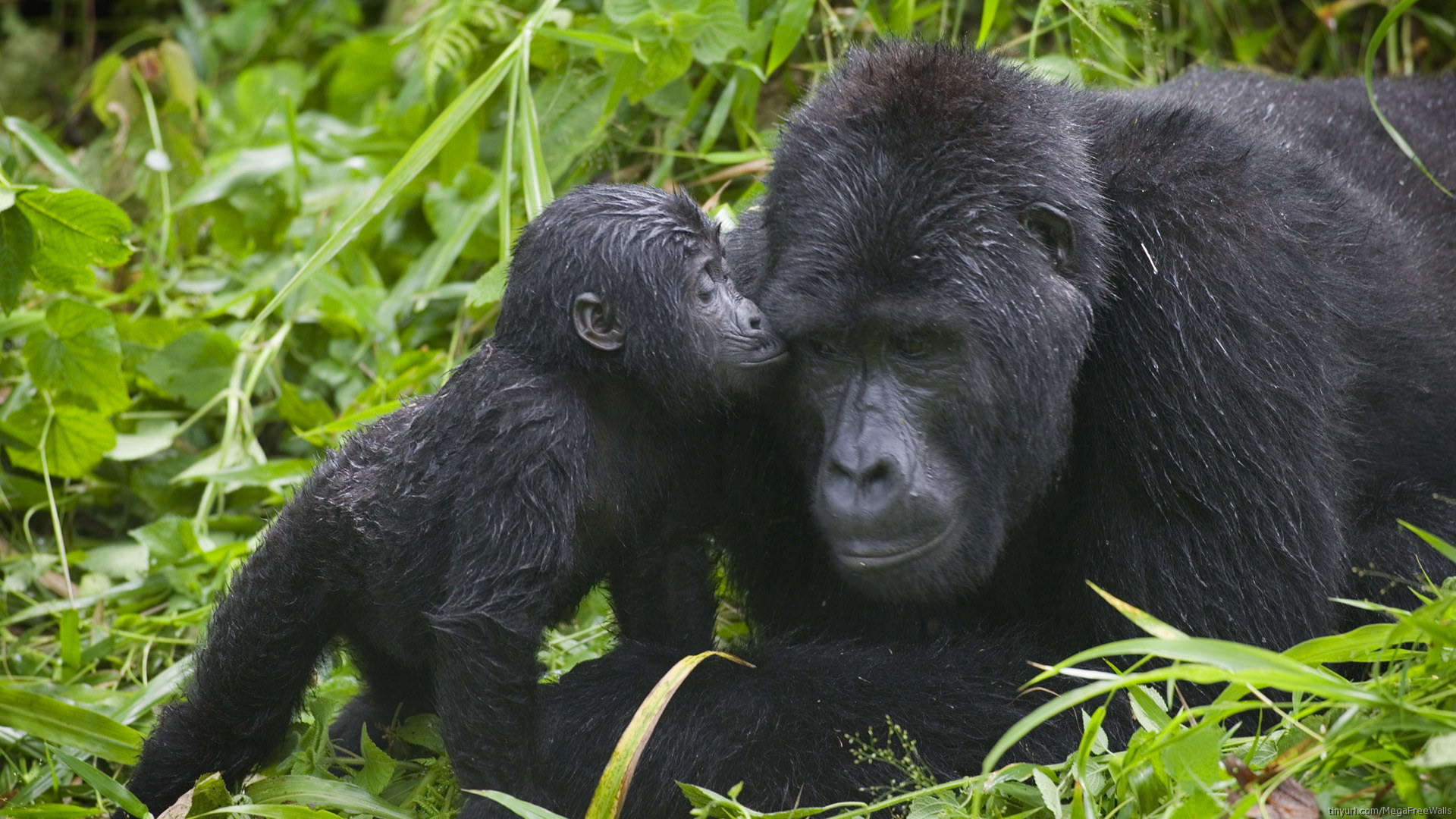 Heartwarming Gorilla Moments HD Wallpaper of Nature's Gentle Giants