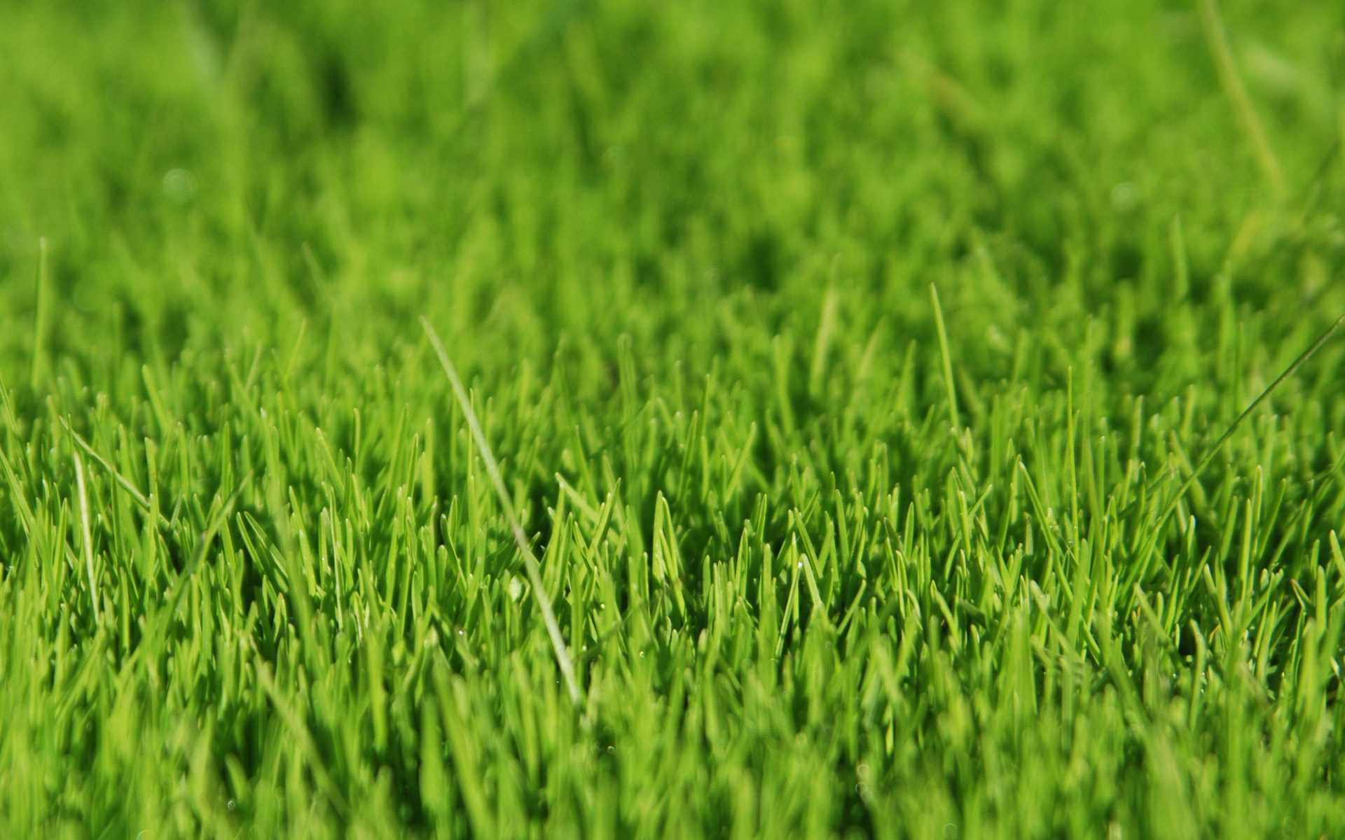 Grass Full HD Wallpaper and Background Image 1920x1200 ID52737