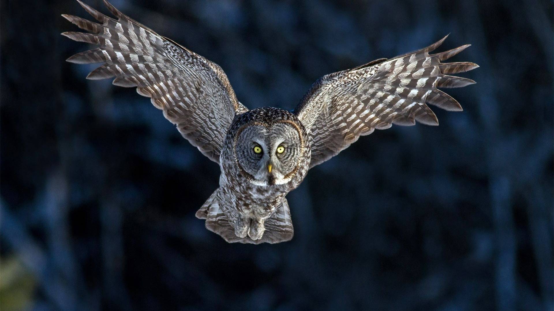Owl HD Wallpaper Background Image 1920x1080