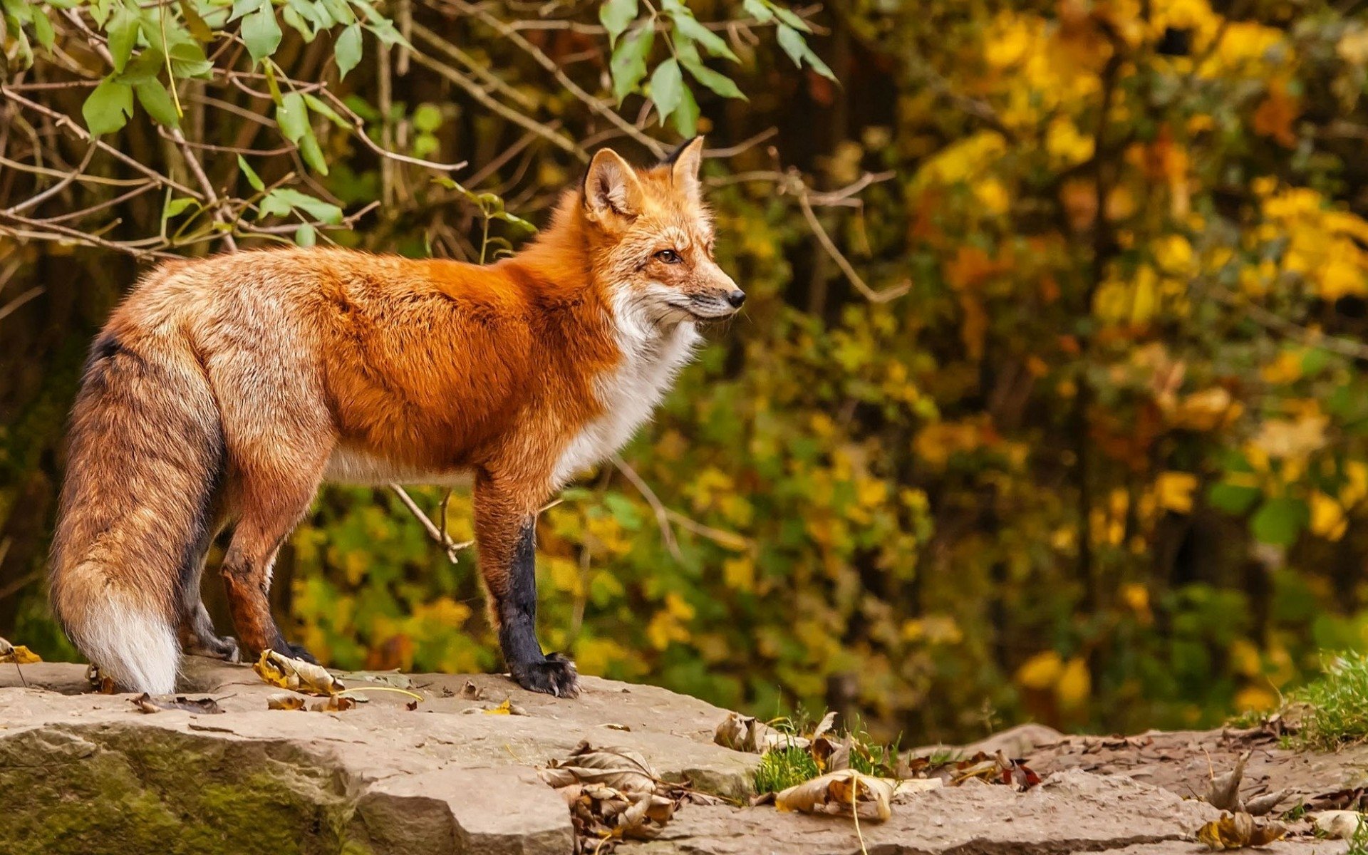 Fuchs HD Wallpaper Hintergrund 1920x1200 Wallpaper Abyss
