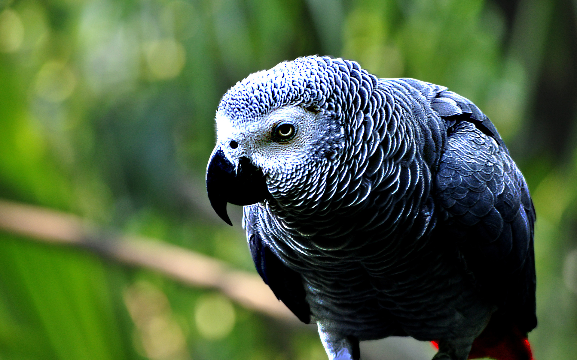 African Grey Parrot HD Wallpaper Background Image 1920x1200