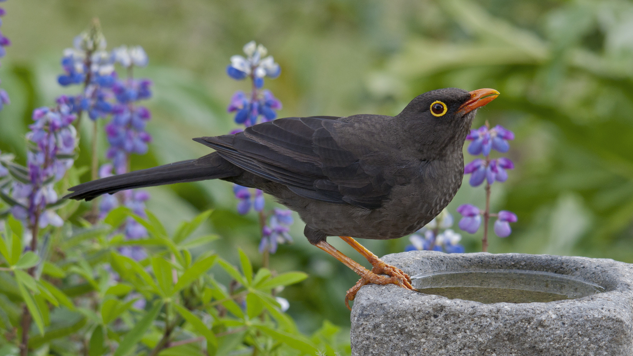 Animal Common Blackbird HD Wallpaper Background Image