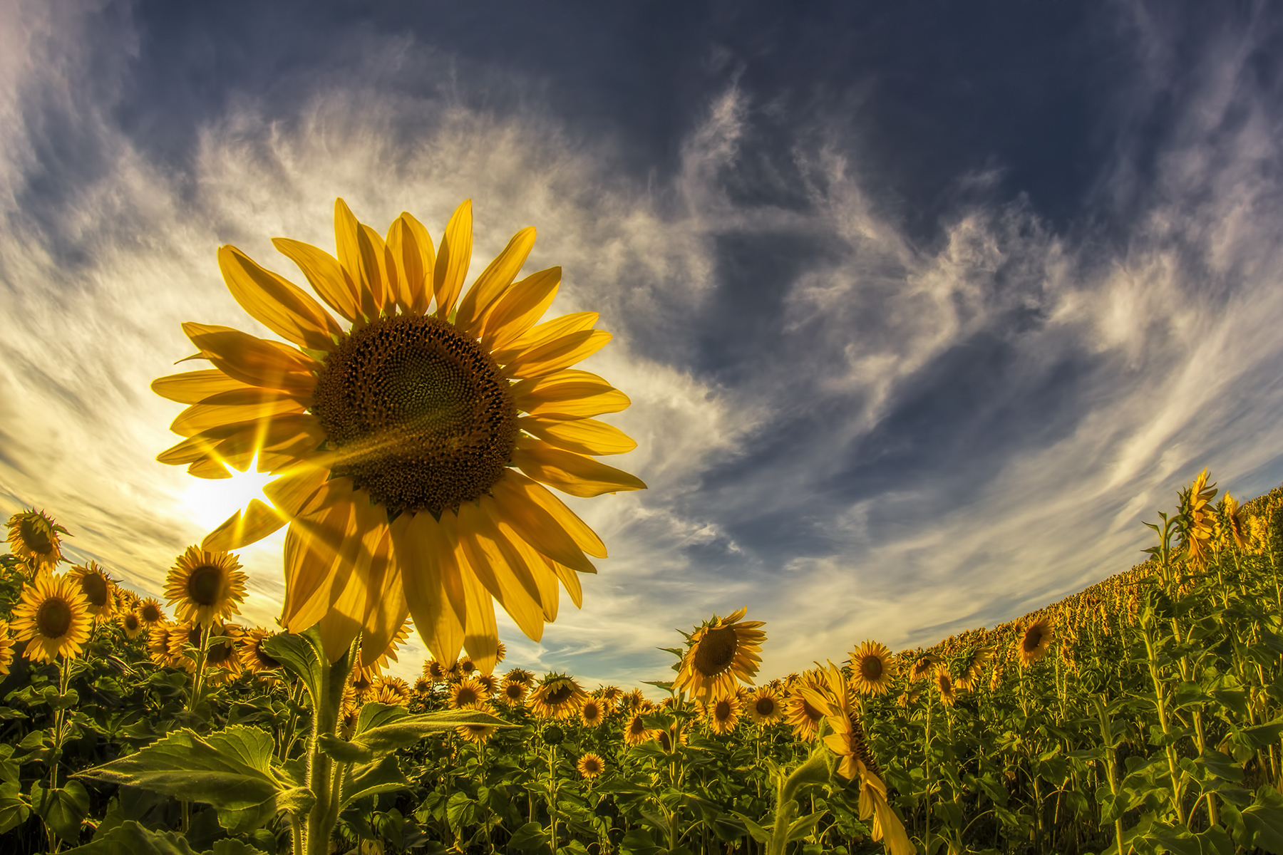 Download Sunflower Wallpaper Hd Is Cool Wallpapers 83B