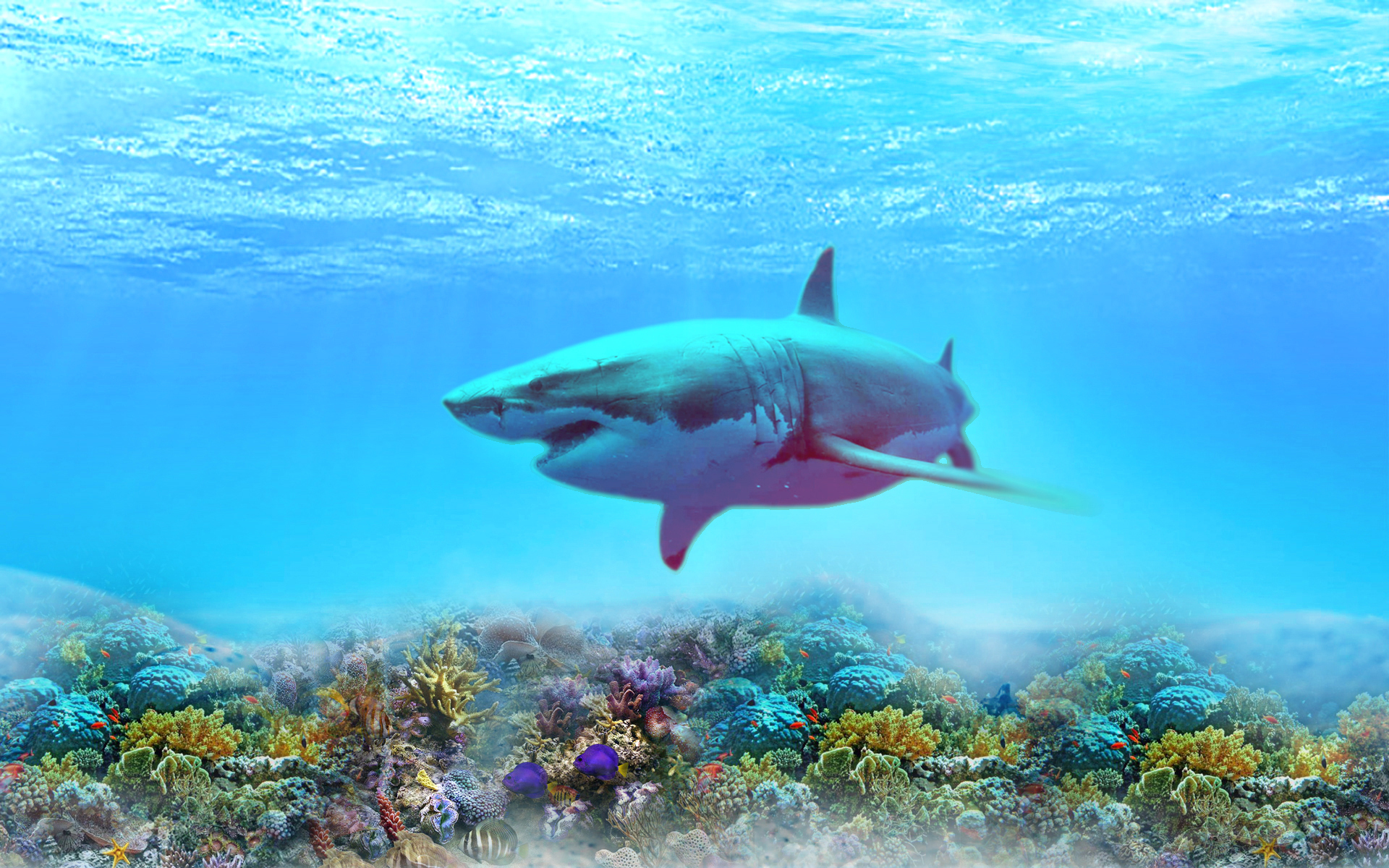 Hai HD Wallpaper Hintergrund 1920x1200 ID573274