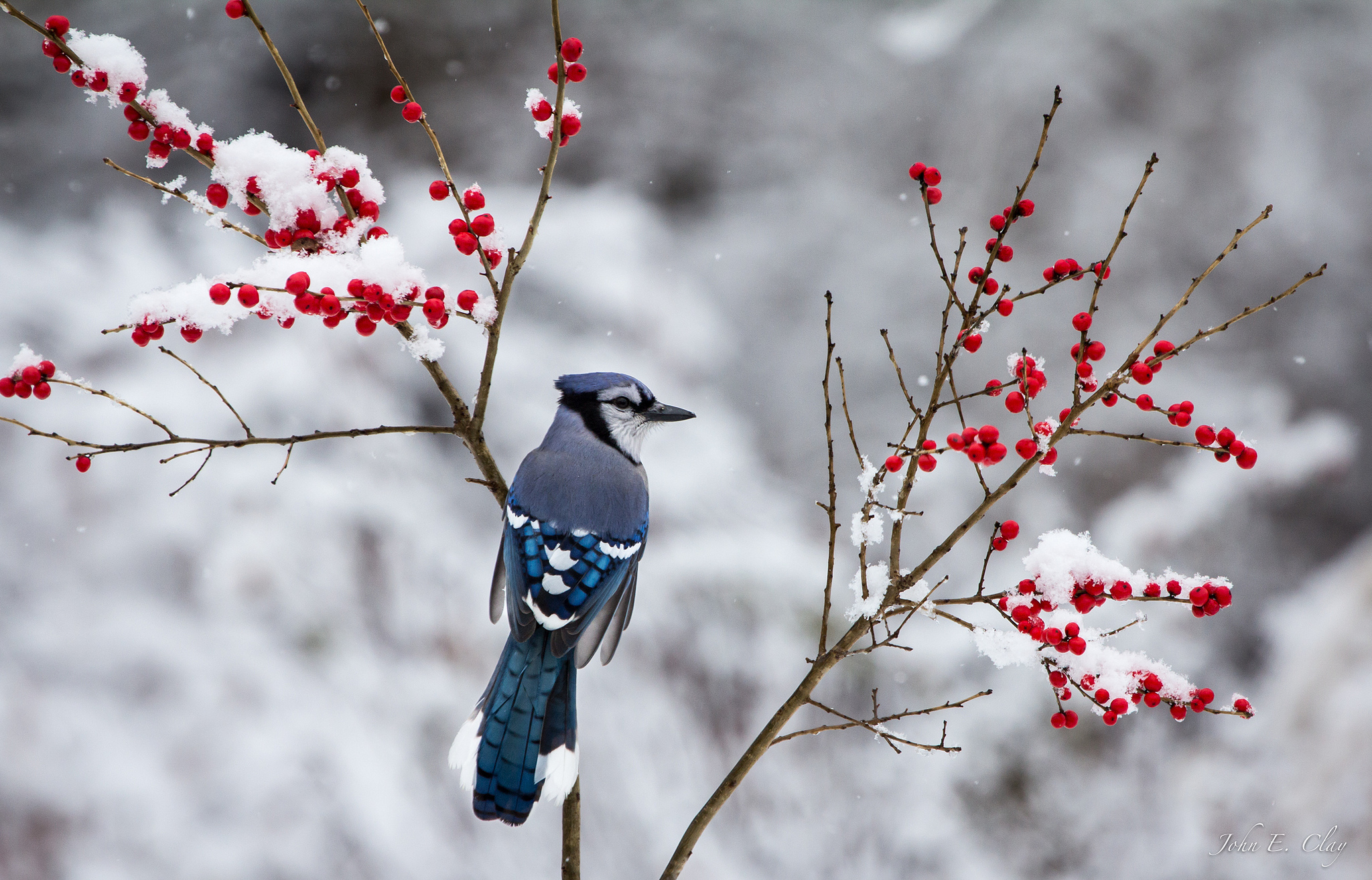 Download Bird Animal Blue Jay HD Wallpaper