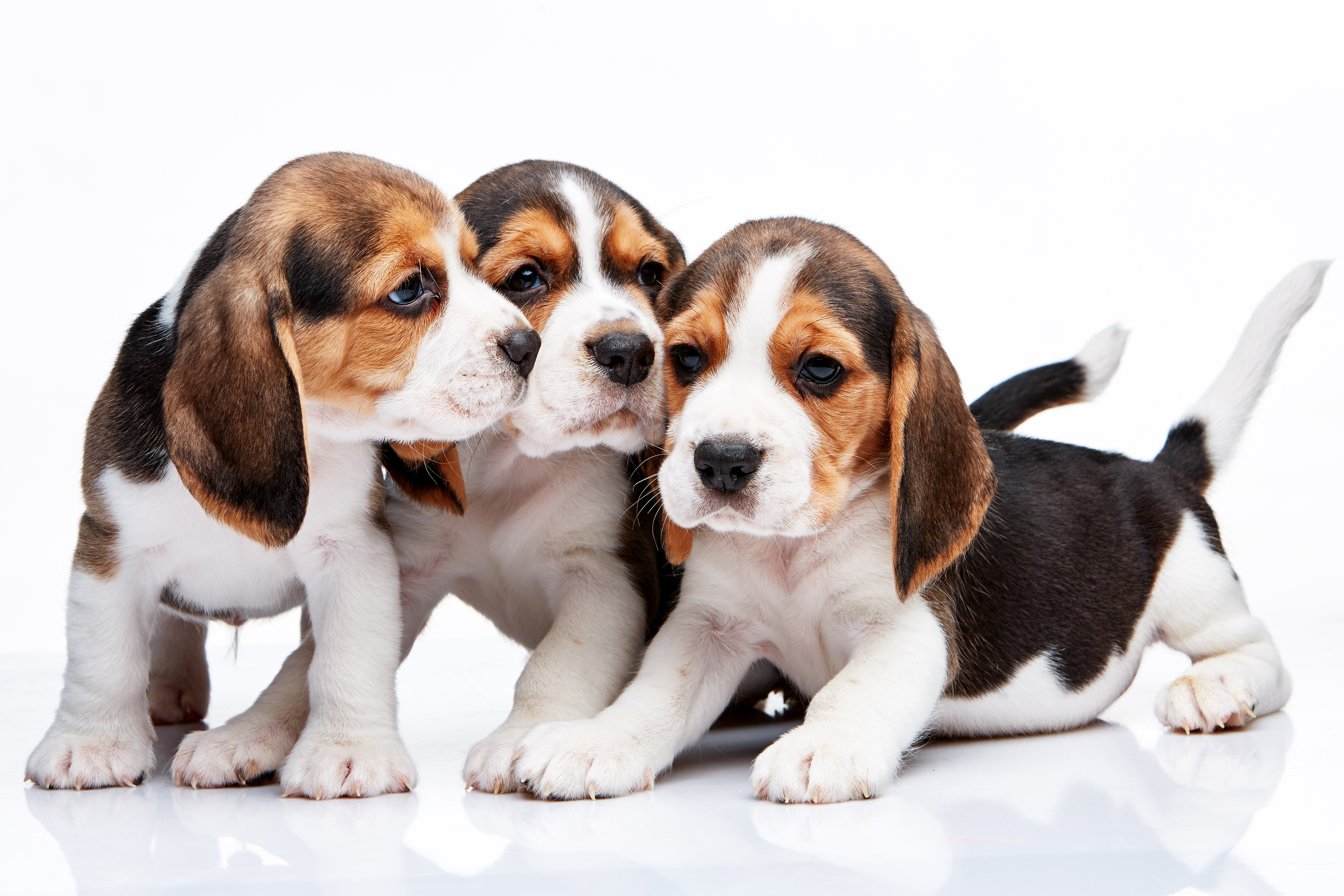 Cuddly Beagle Puppies 4K Ultra HD Wallpaper