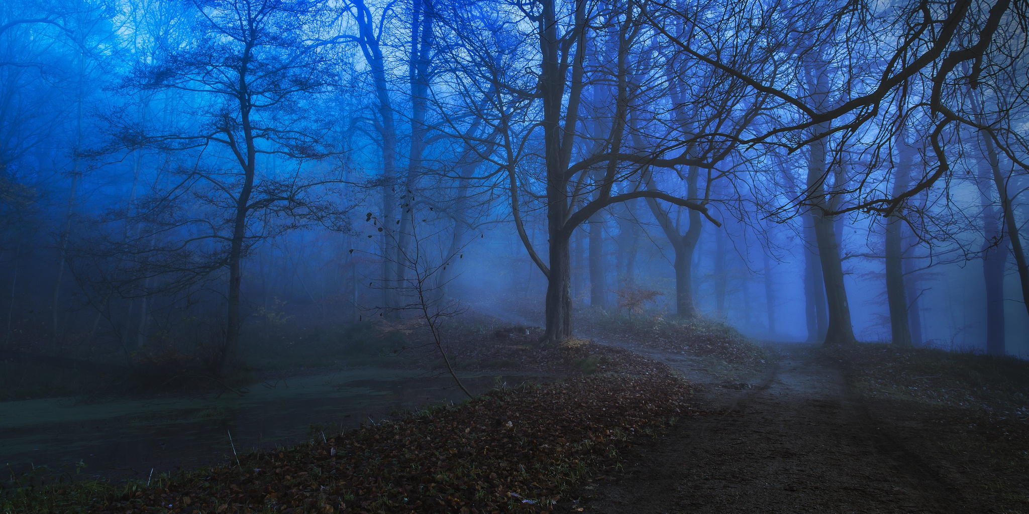 Download Leaf Forest Blue Nature Path Wallpaper by Leif Lønda