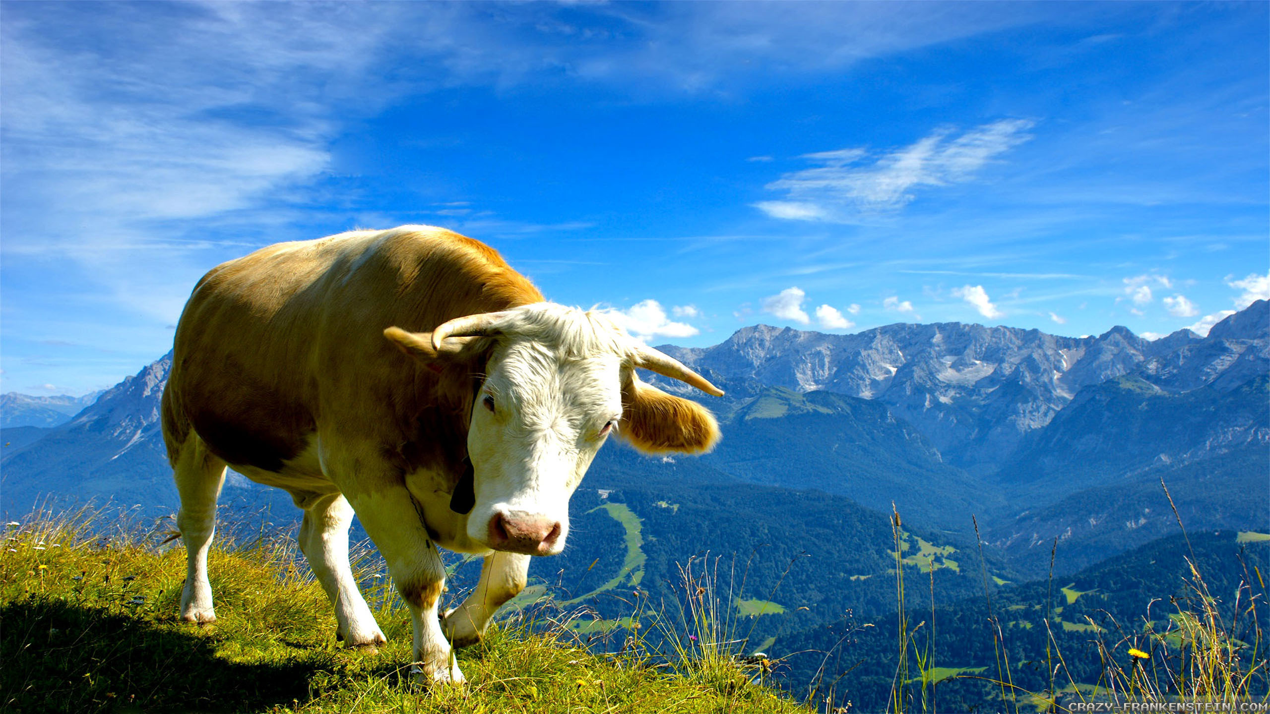 Download Summer Mountain Cattle Animal Cow HD Wallpaper
