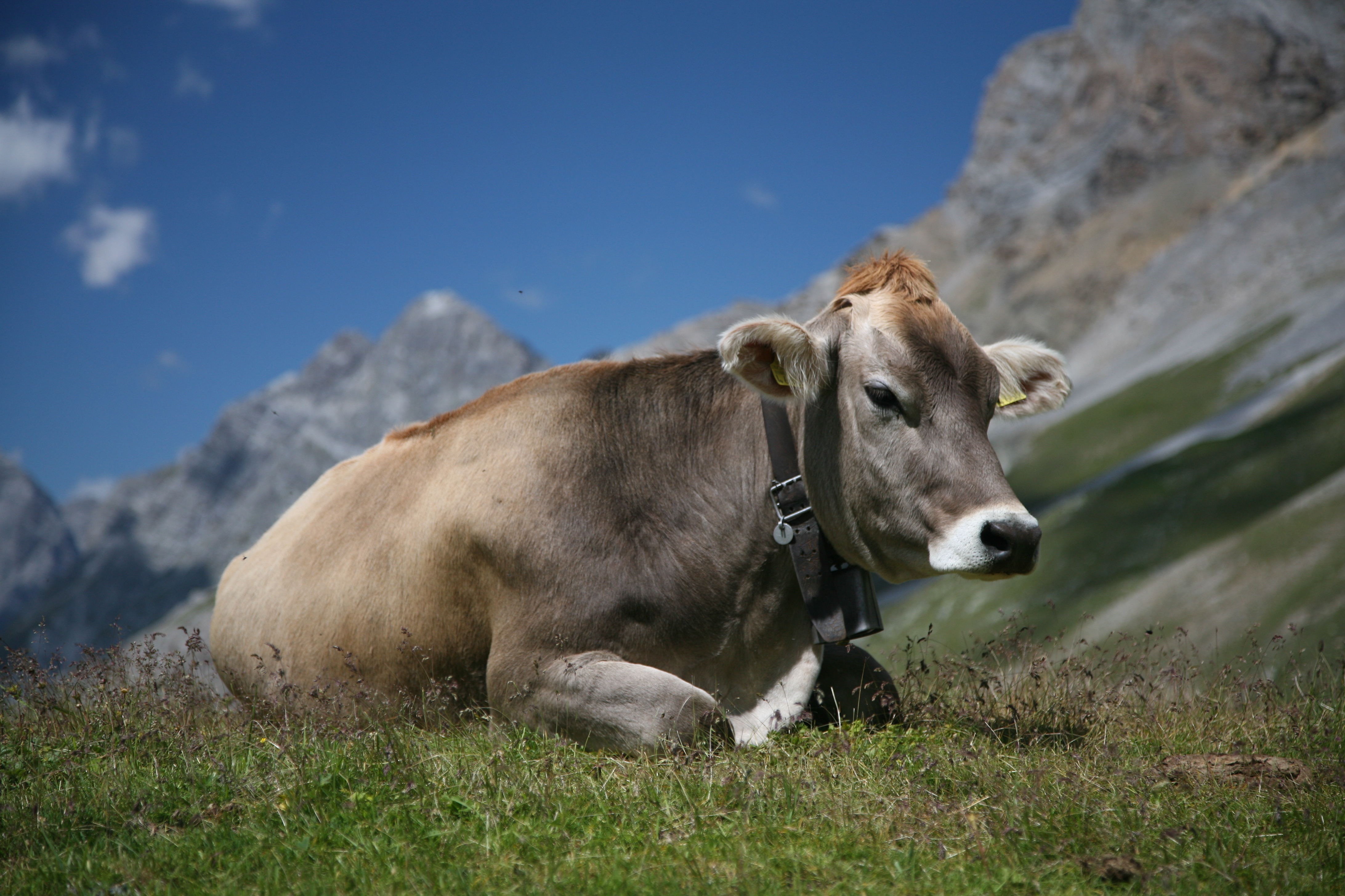 Cow (Swiss Braunvieh breed) 4k Ultra HD Wallpaper Background Image