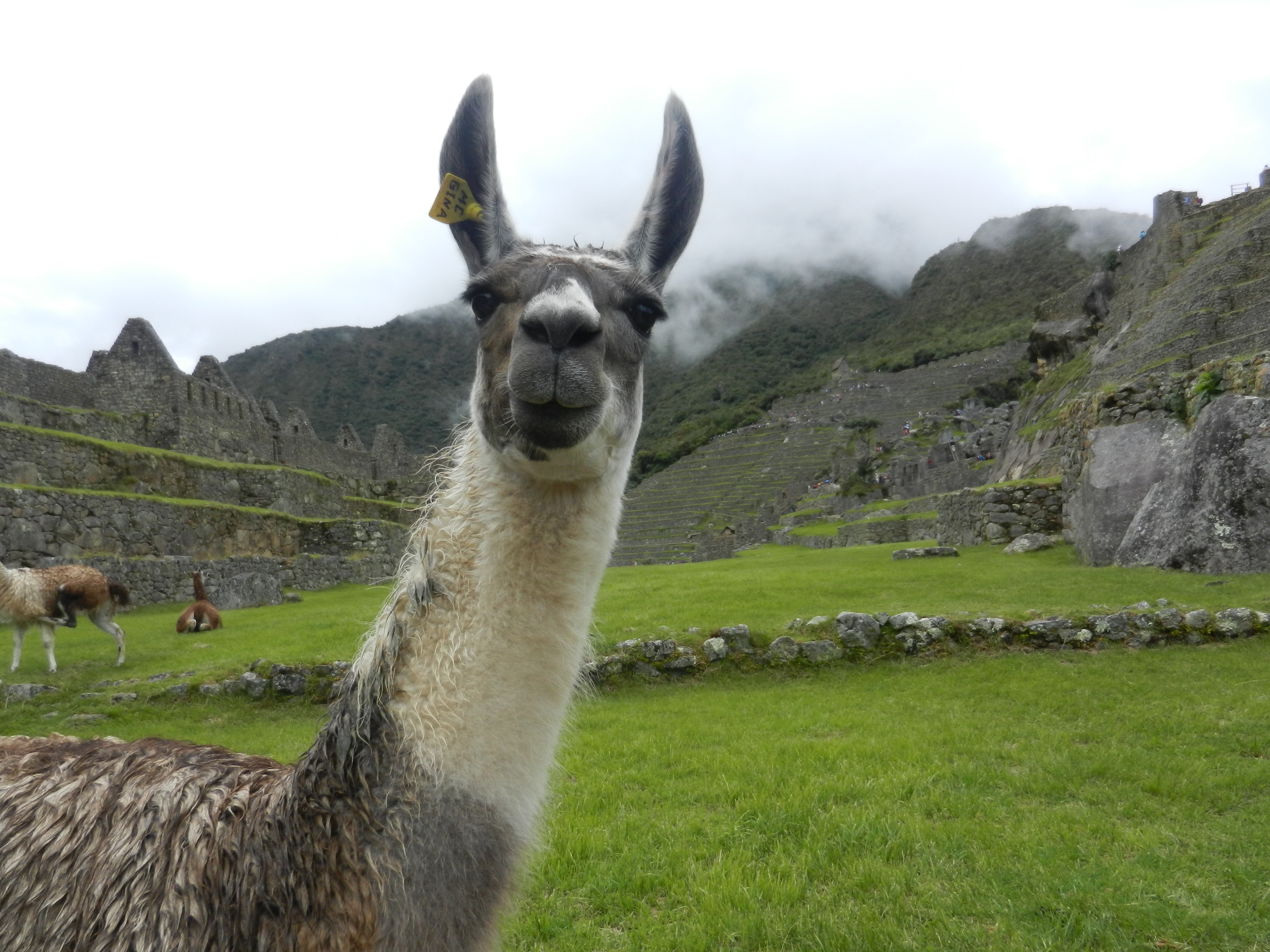 Llama 4k Ultra HD Wallpaper Background Image 4000x3000