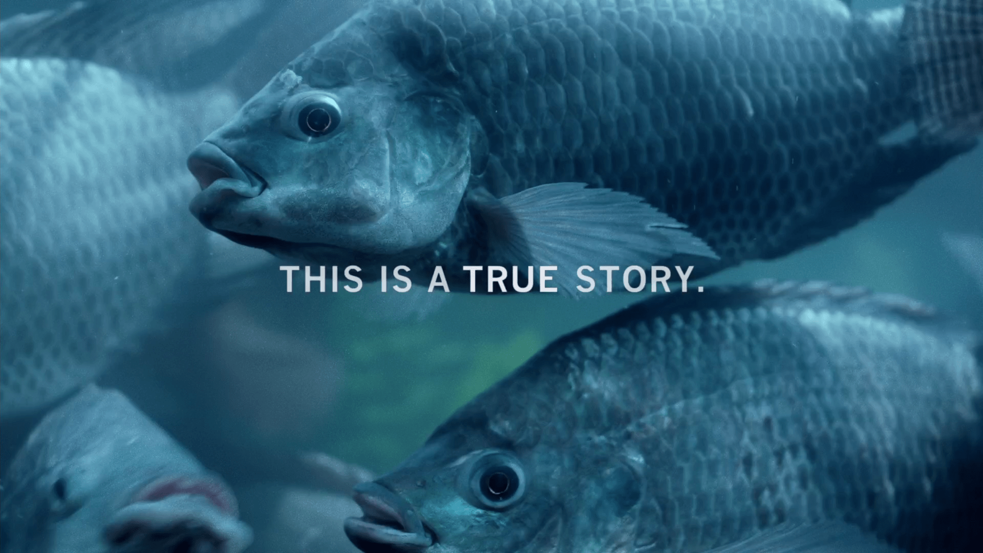 Fargo Full HD Wallpaper and Background Image 1920x1080 ID656776