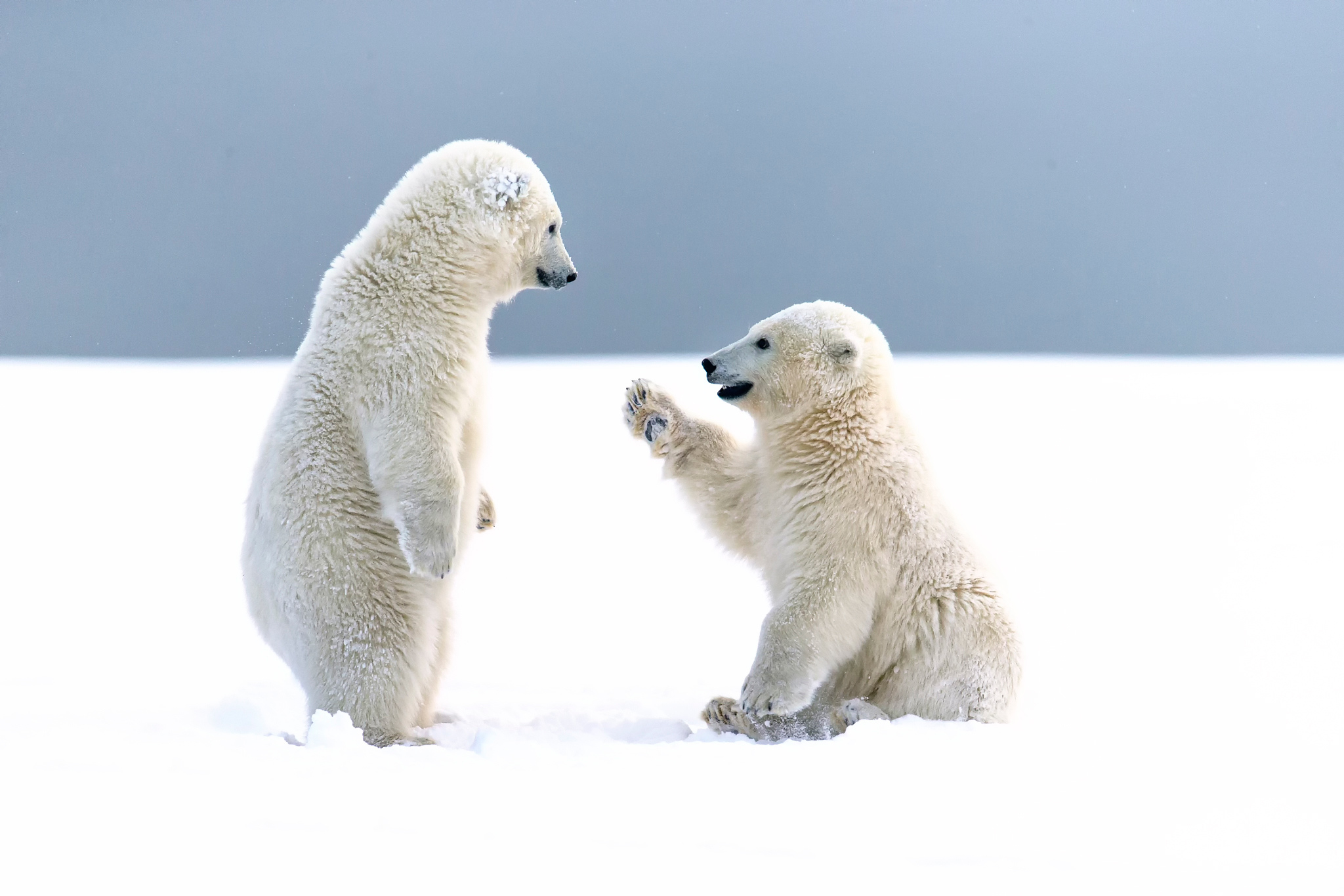 Cute Polar Bear Pals in Snow HD Wallpaper