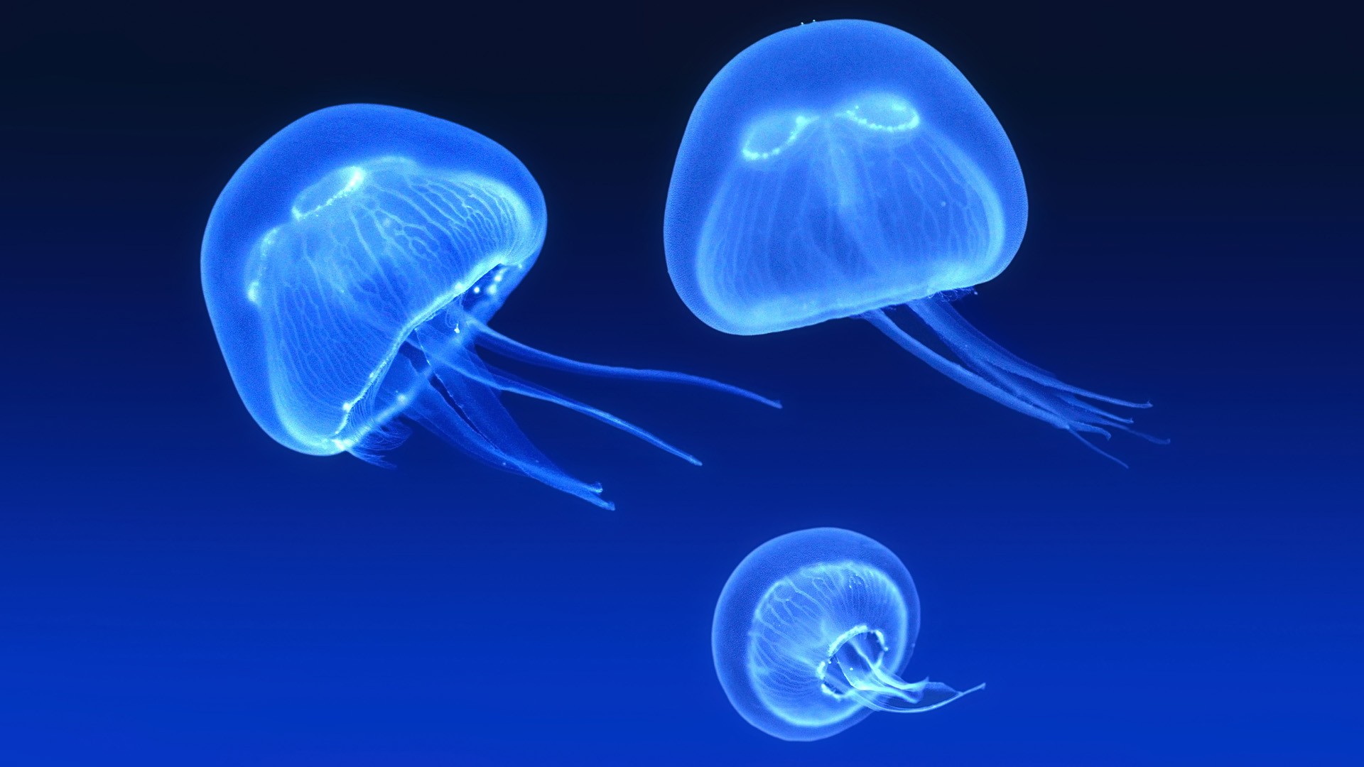 Jellyfish HD Wallpaper Background Image 1920x1080