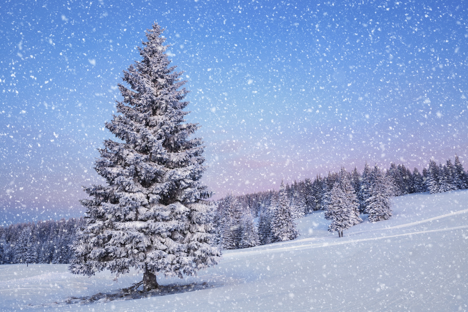 Download Pine Tree Snowfall Tree Snow Nature Winter HD Wallpaper