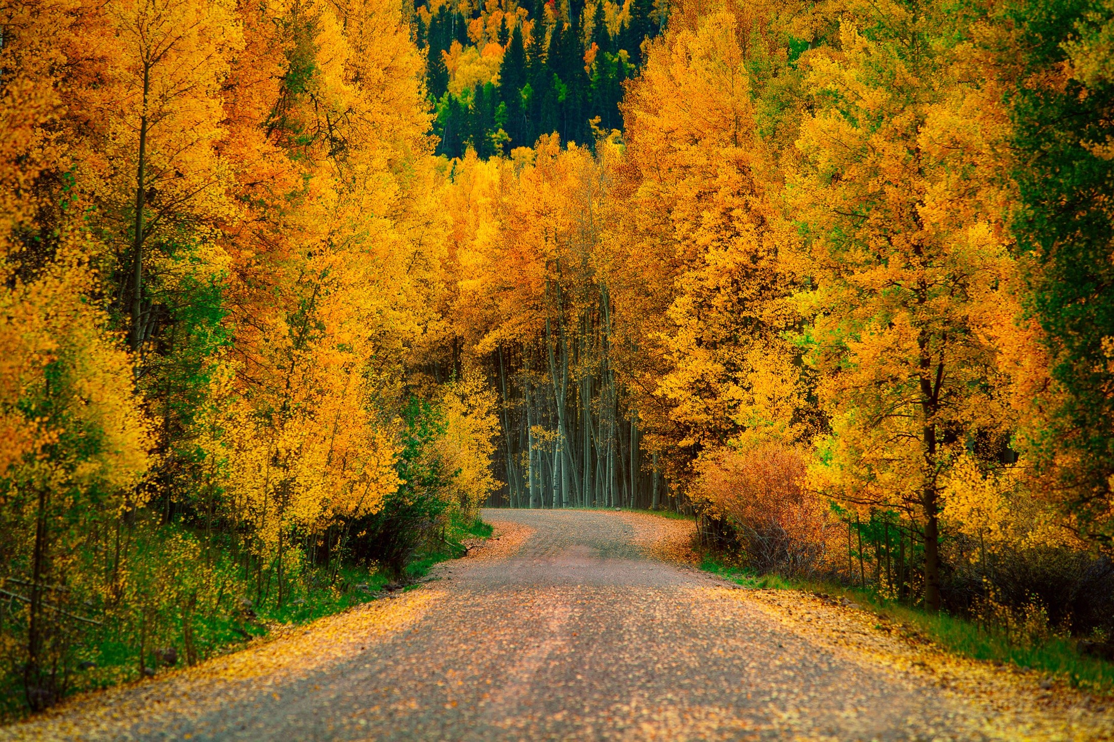 Download Road Nature Leaf Tree Forest Fall HD Wallpaper
