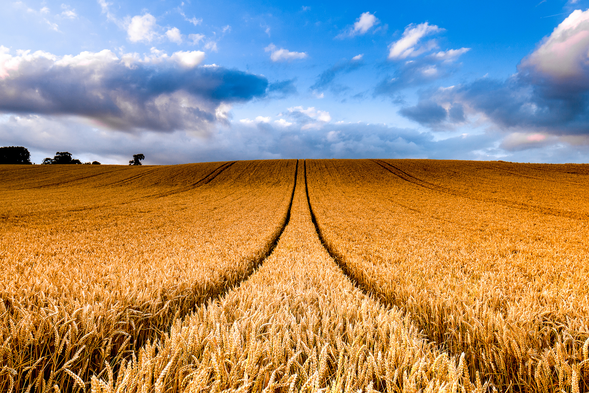 Wheat Full HD Wallpaper and Background Image 2048x1366 ID678679