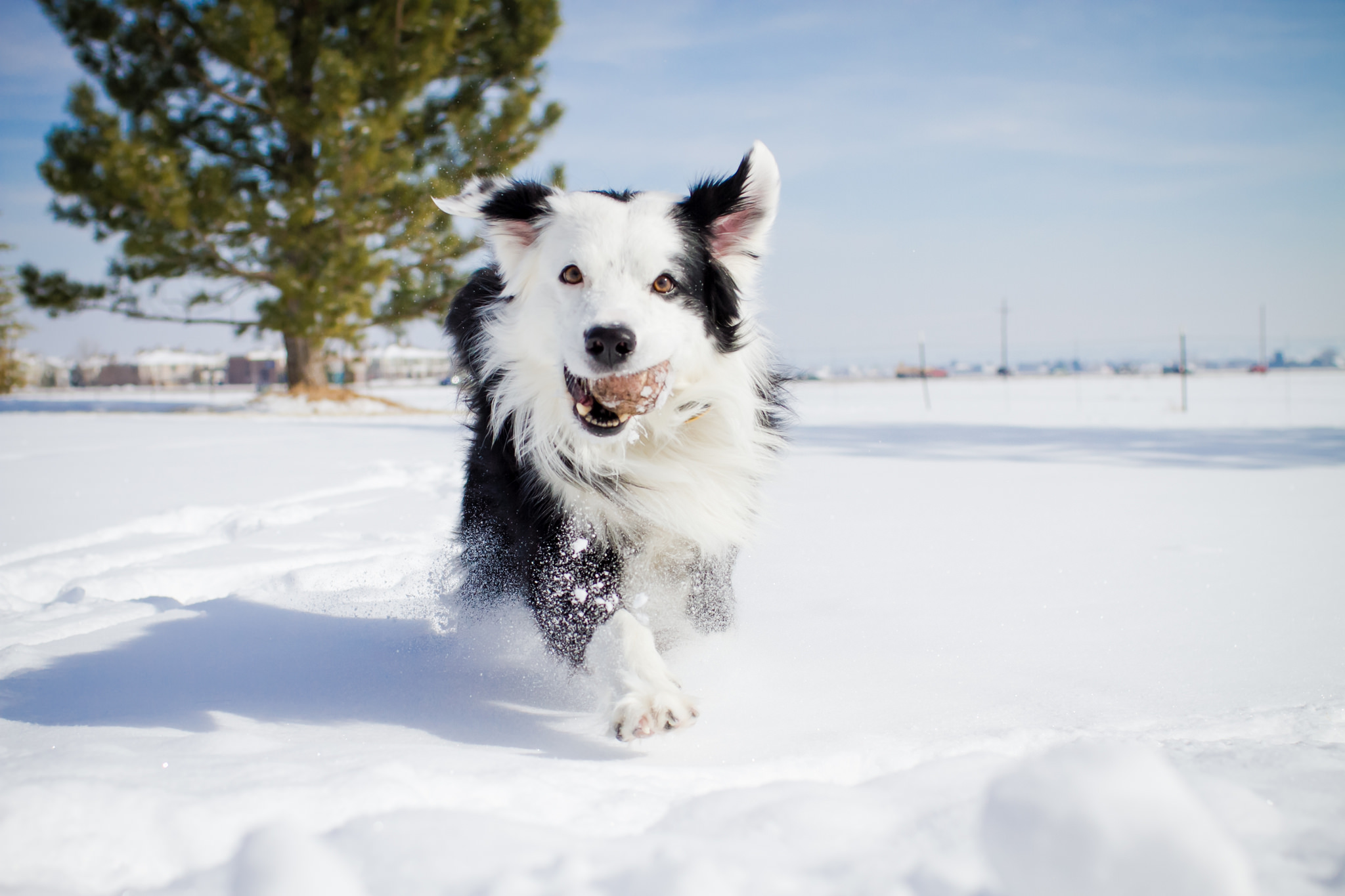 Download Snow Winter Dog Animal Border Collie HD Wallpaper by Anda Stavri