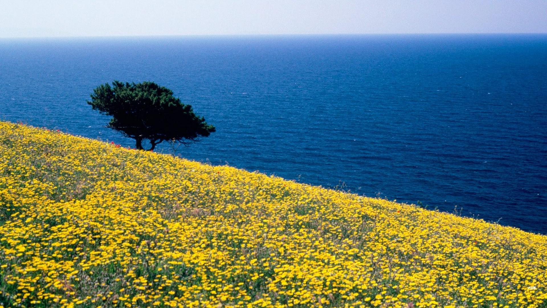 Download Nature Yellow Flower Lonely Tree Horizon Greece Ocean Coast