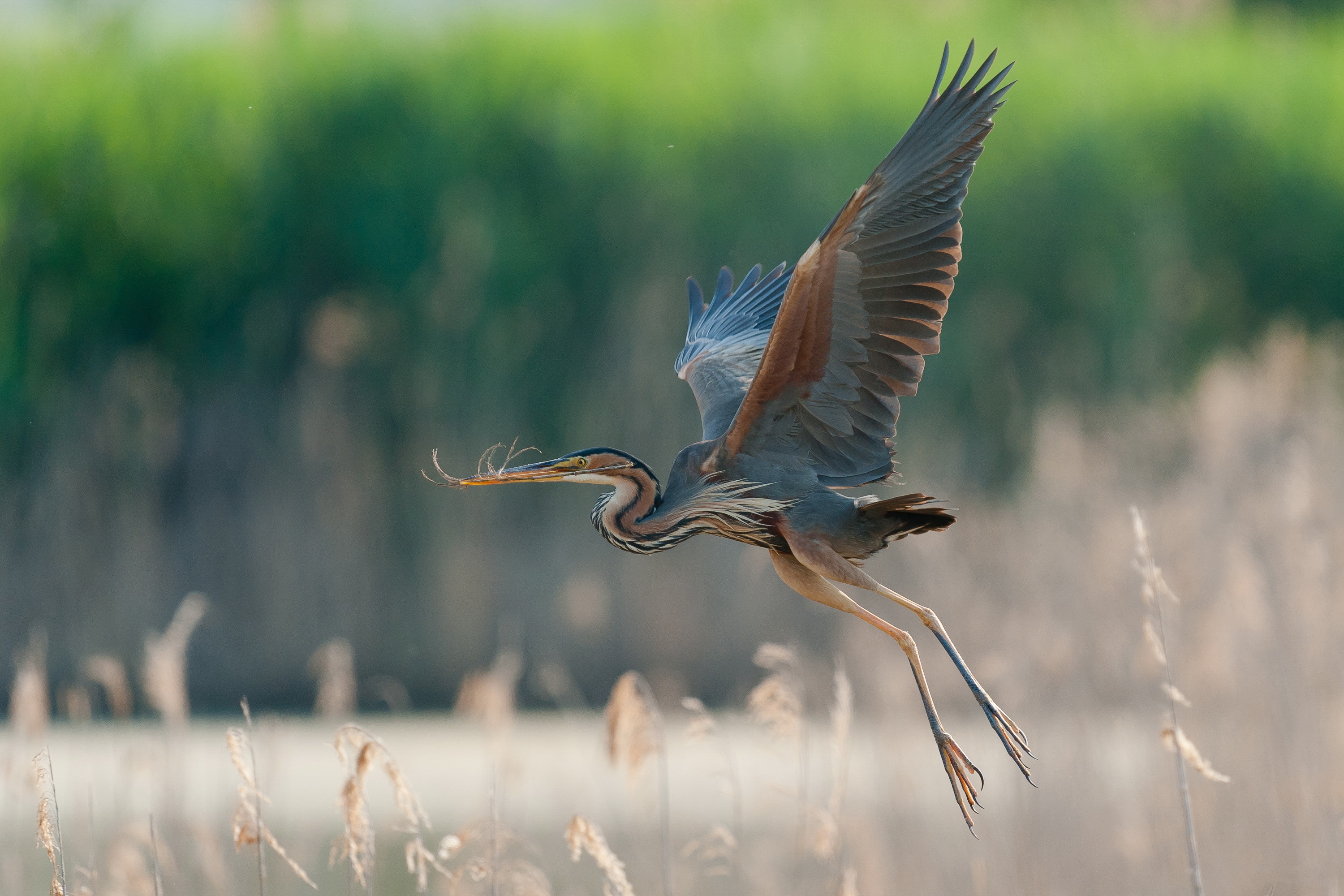 Discover 67+ heron wallpaper latest in.cdgdbentre