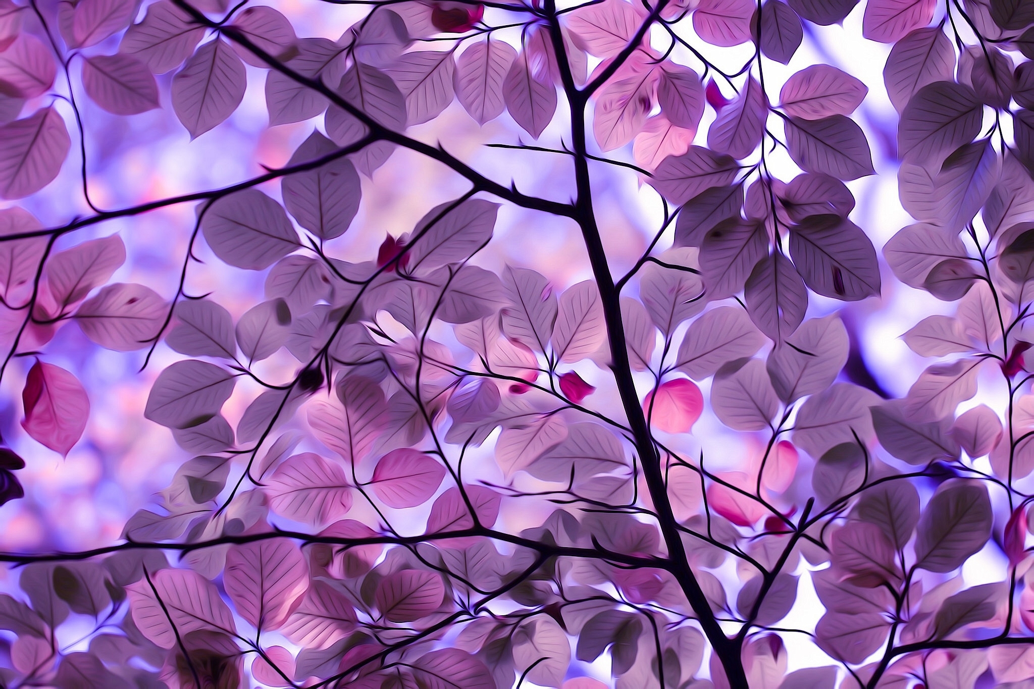 Download Branch Purple Artistic Leaf HD Wallpaper