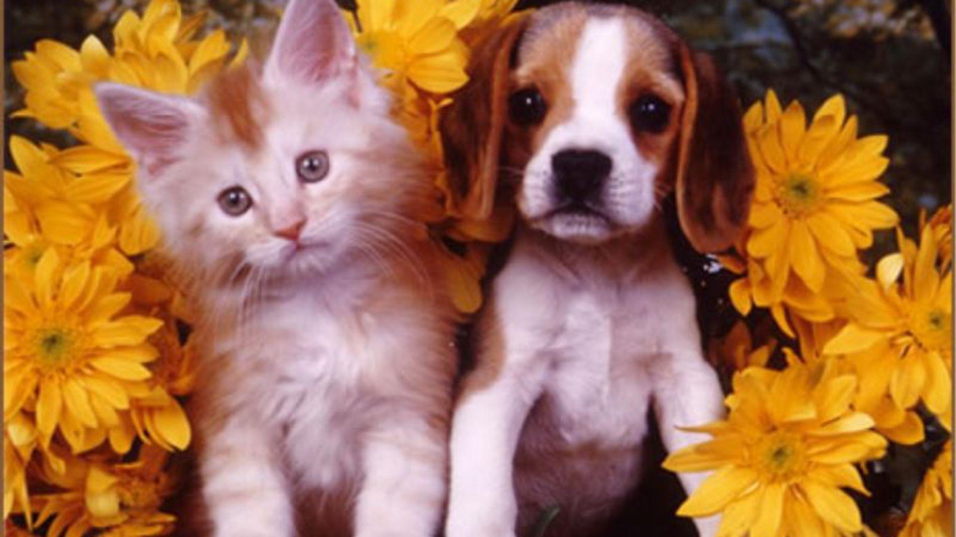Cute Cat and Puppy among Flowers HD Wallpaper