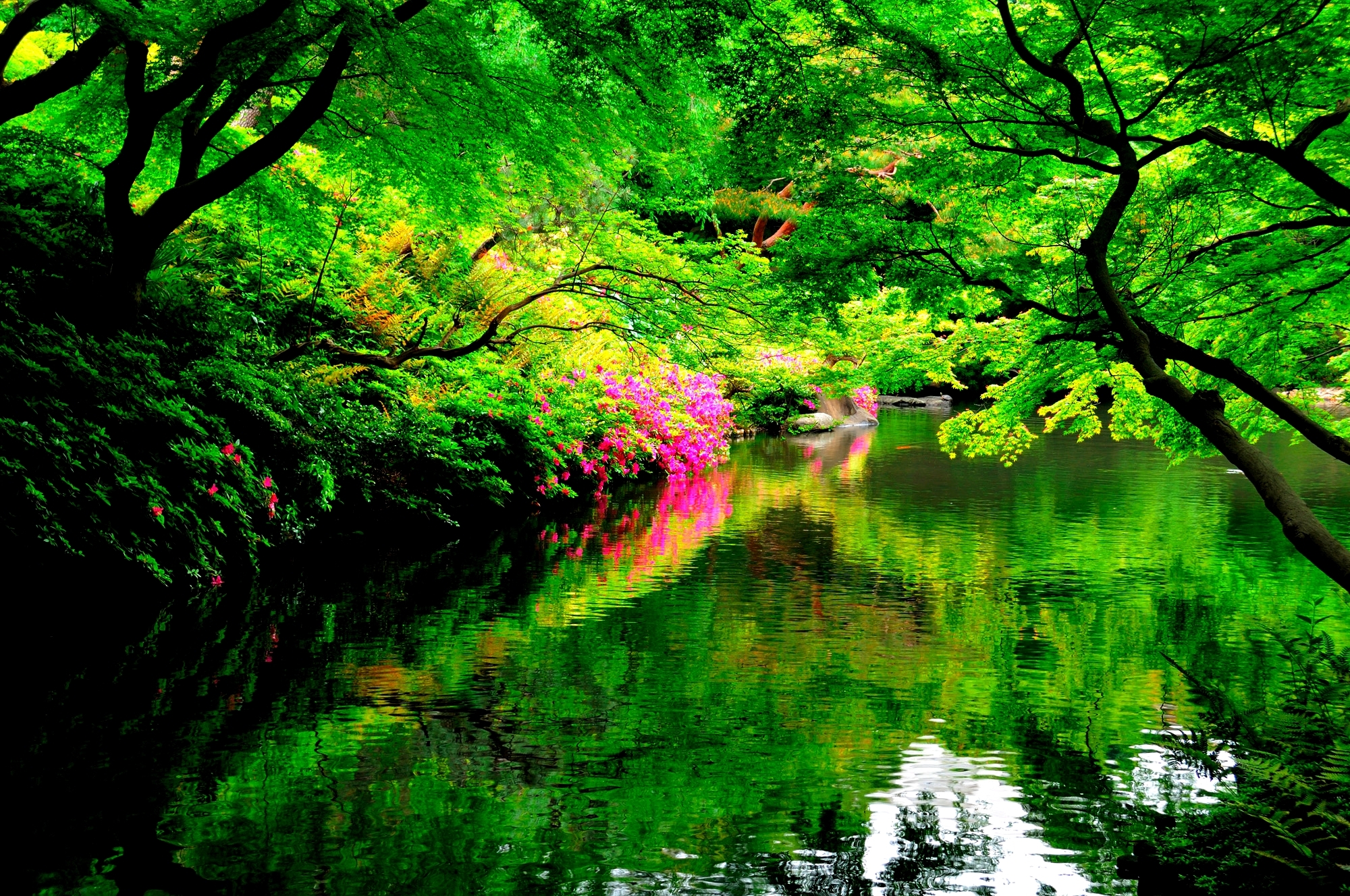 Download Green Flower Tree Reflection Spring Park Man Made Japanese Garden HD Wallpaper
