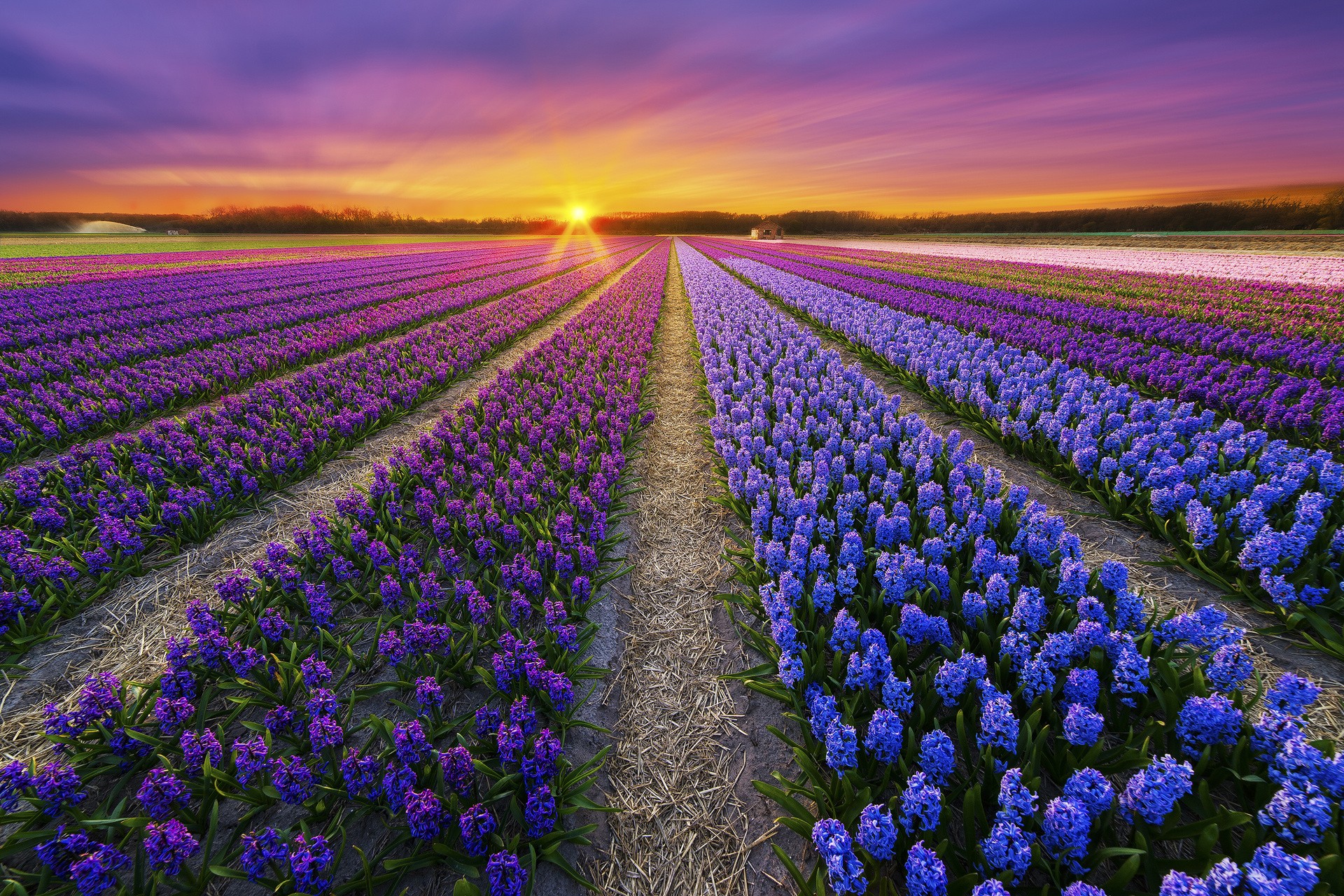 Purple Hyacinth Wallpaper