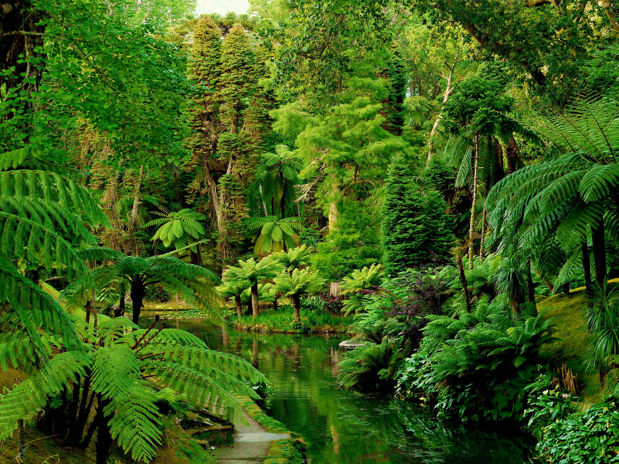 Rainforrest Free Desktop 100+ Stunning Rainforest Pictures [HD]
