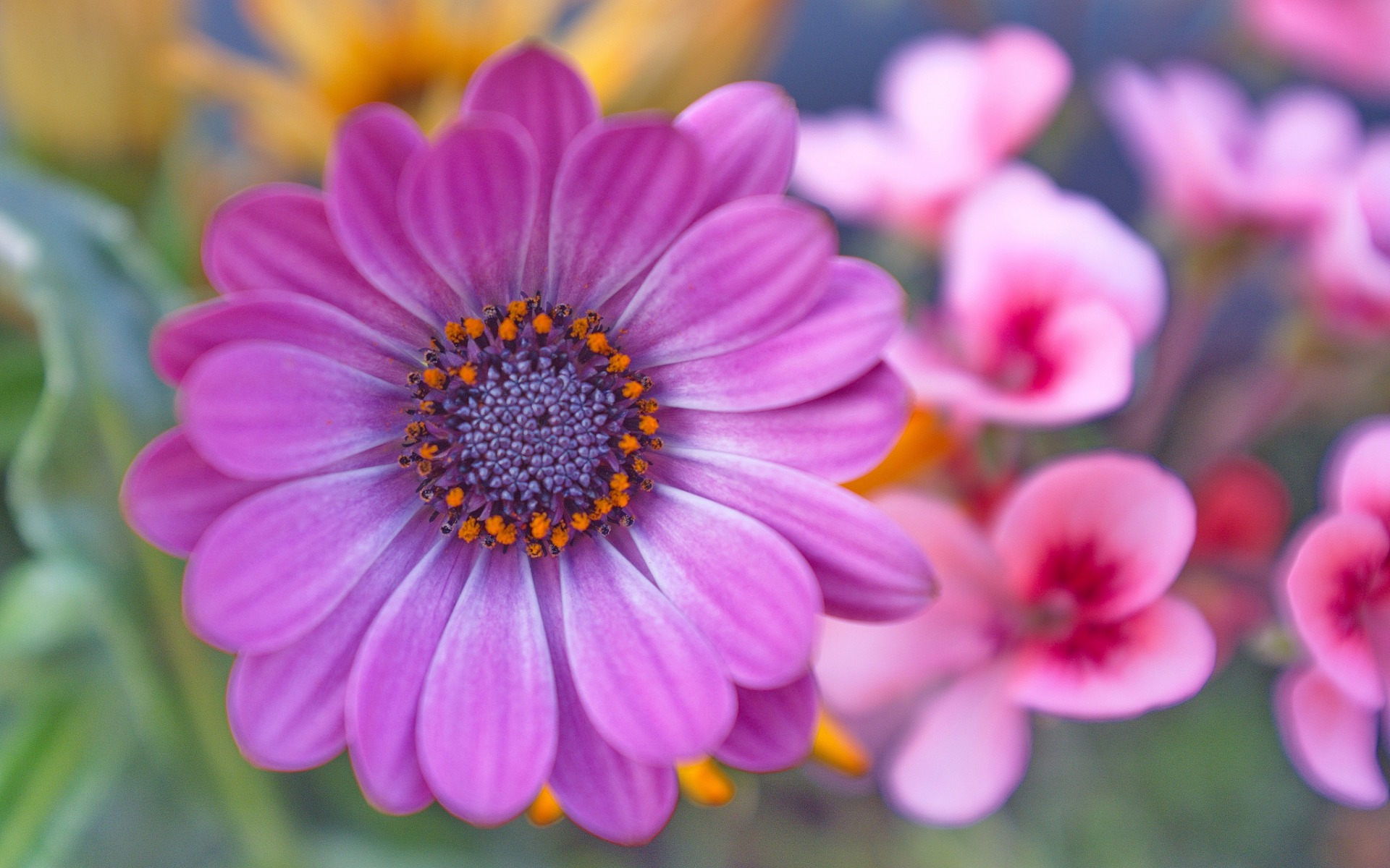 Download Purple Flower Closeup Flower Nature Daisy HD Wallpaper