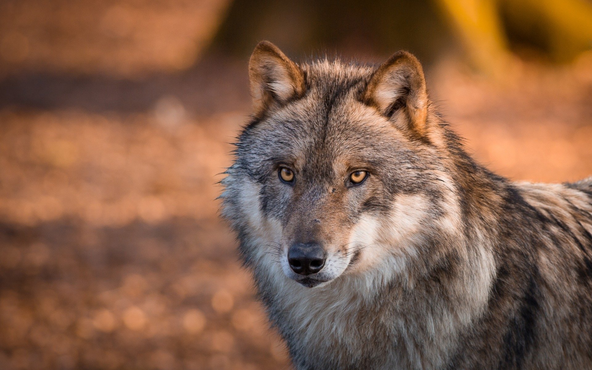 Beautiful Gray Wolf