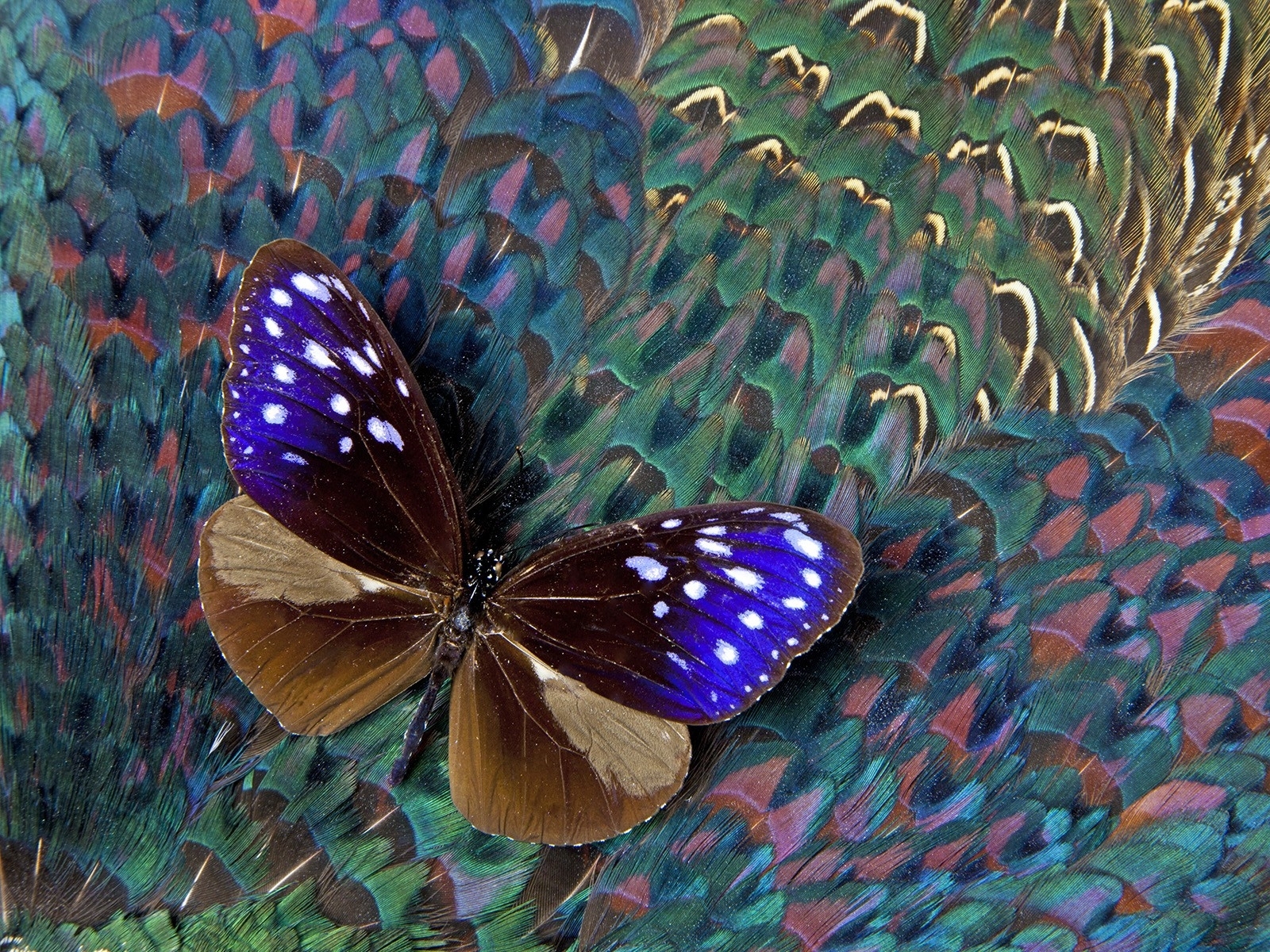 Download Feather Colors Animal Butterfly Wallpaper