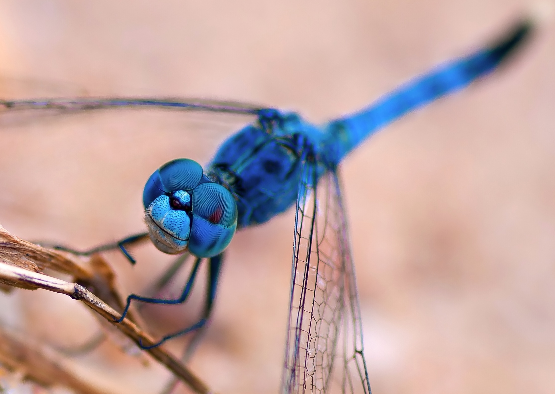 Download Wings Blue Macro Closeup Insect Animal Dragonfly HD Wallpaper