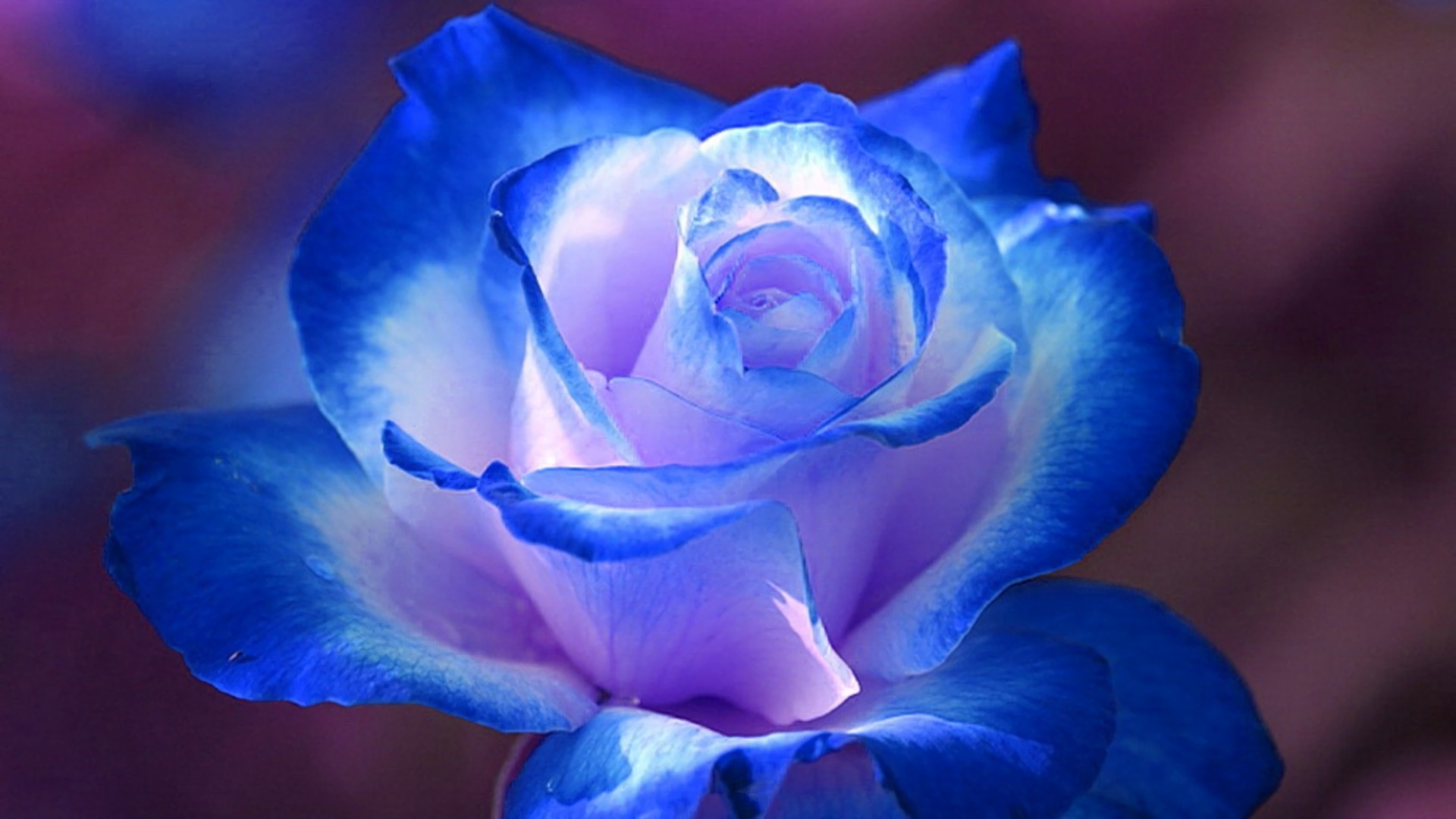 Download Blue Flower Blue Rose Nature Rose HD Wallpaper