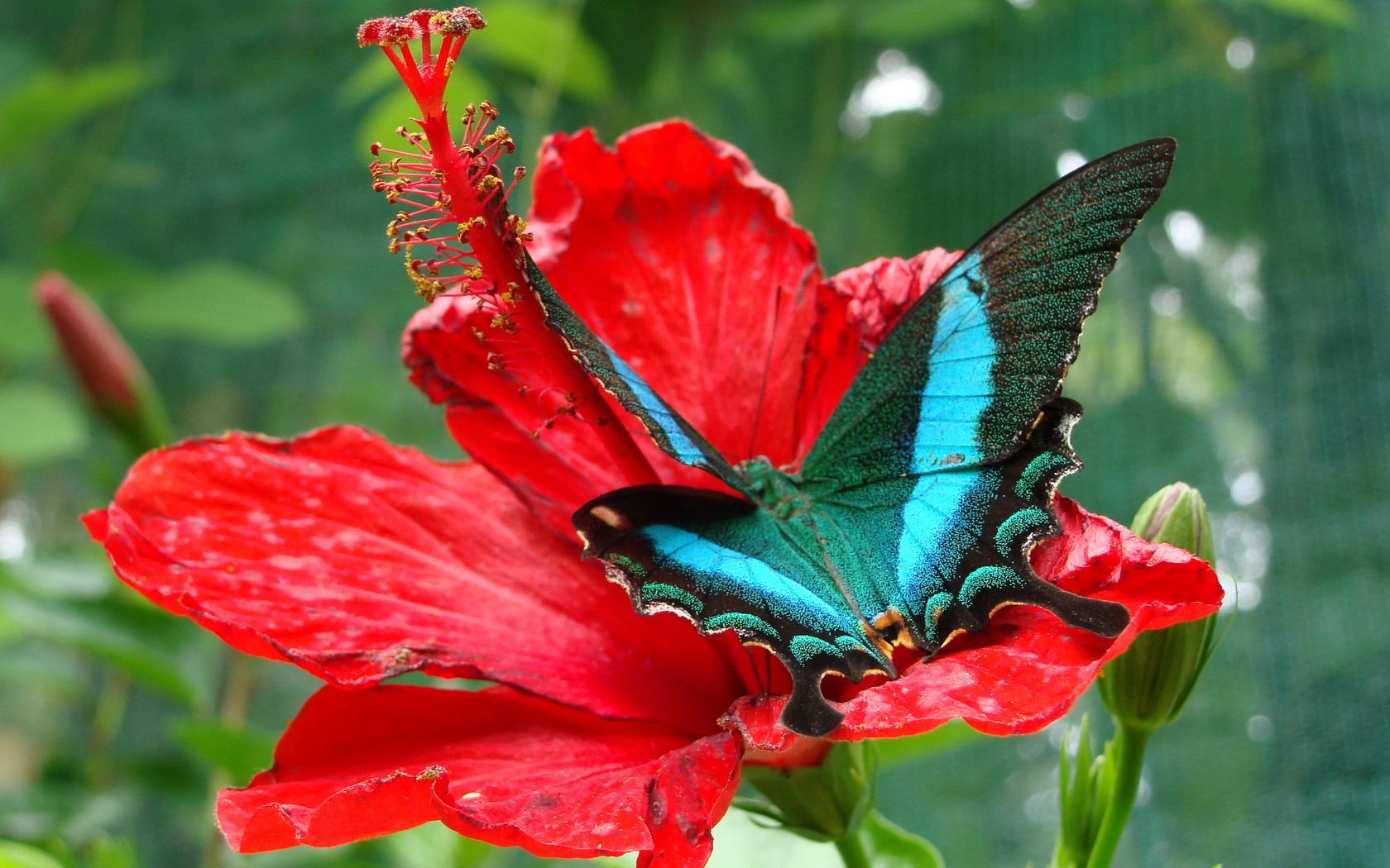 Blue Butterfly on Red Hibiscus Wallpaper and Hintergrund 1680x1050