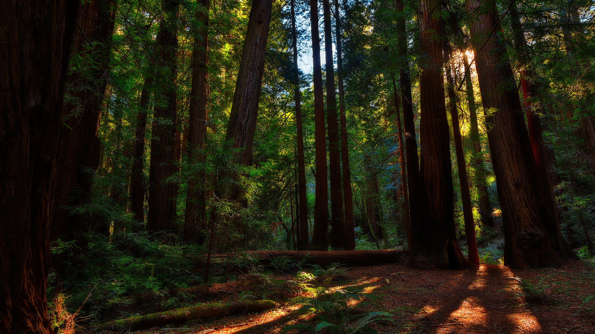 Download Tree Green Redwood Nature Forest HD Wallpaper