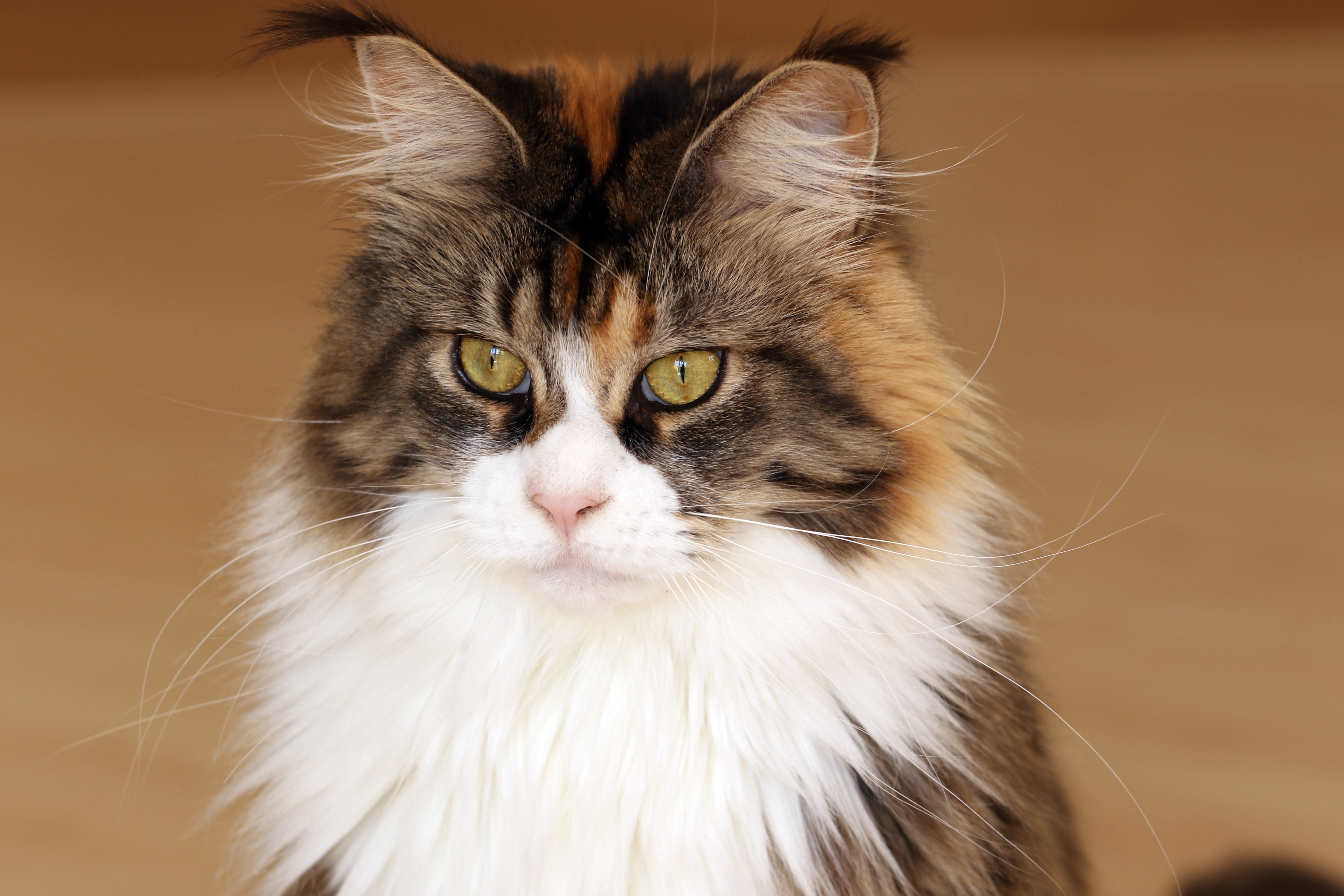 20+ 4K Maine Coon Wallpapers Background Images