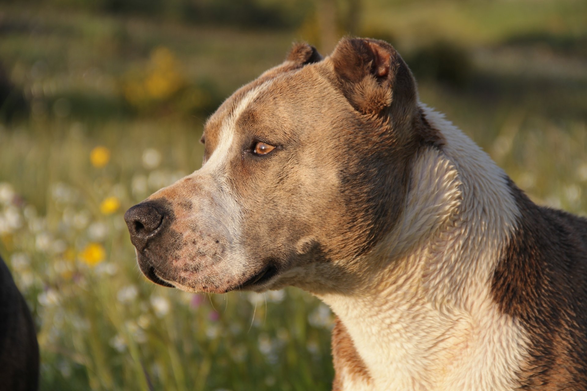 4K Ultra HD American Pit Bull Terrier Wallpapers Background Images